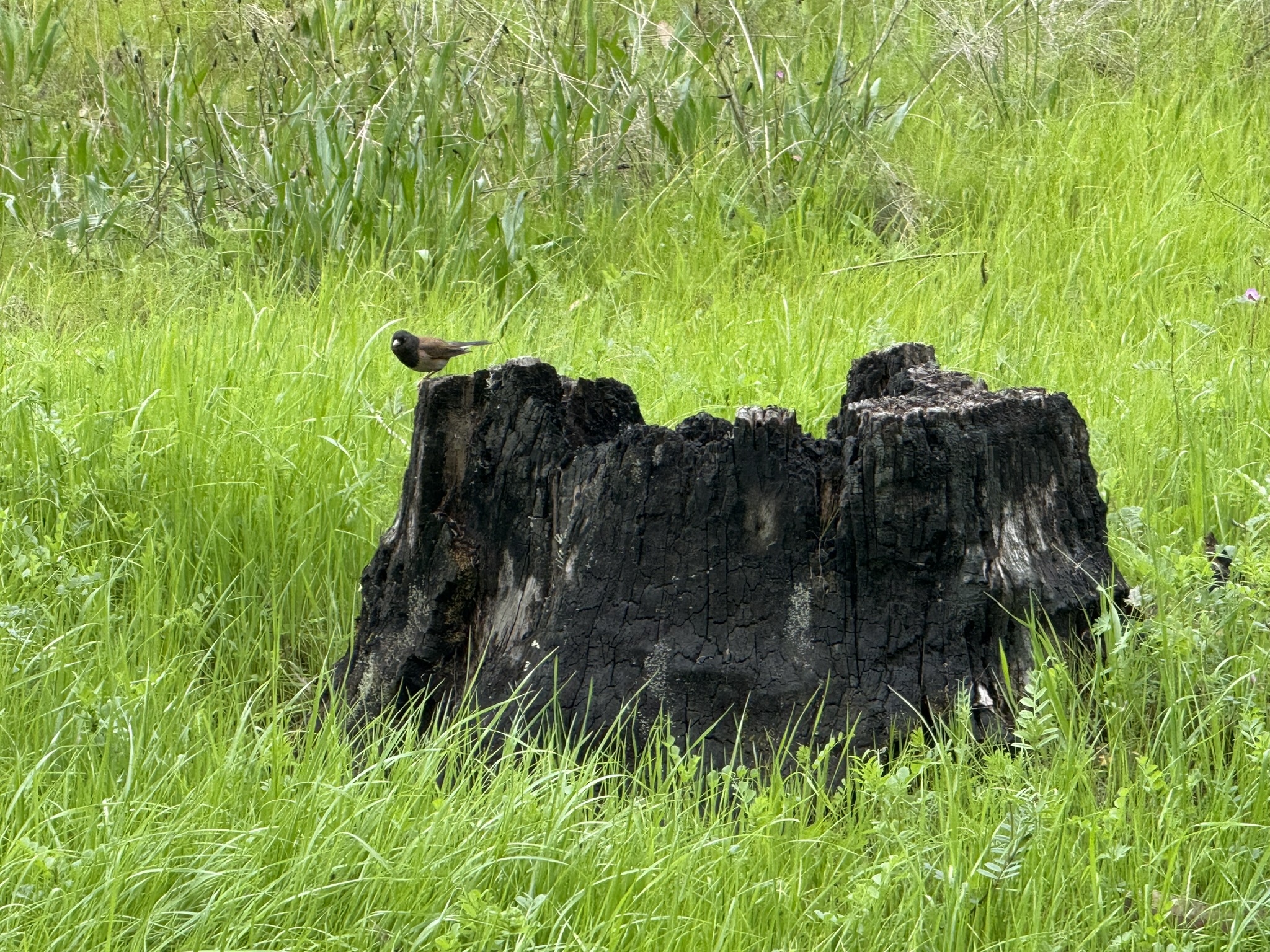 Point Pinole Regional Shoreline
