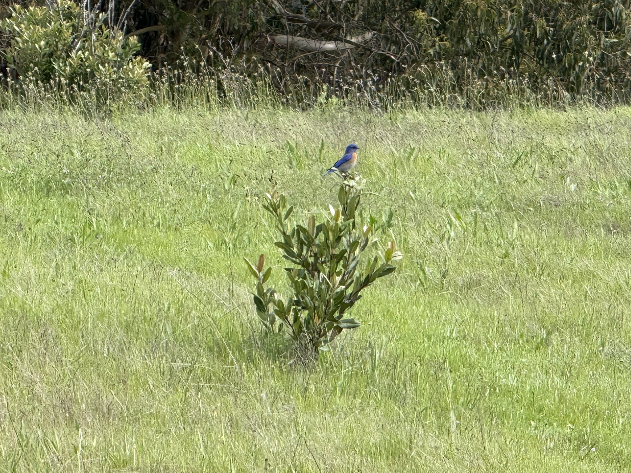 Point Pinole Regional Shoreline
