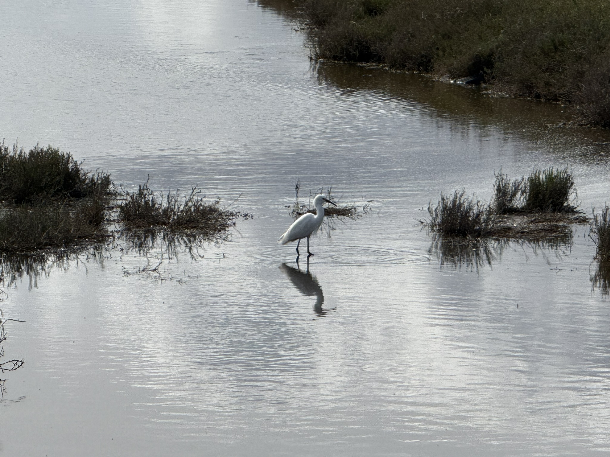Point Pinole Regional Shoreline