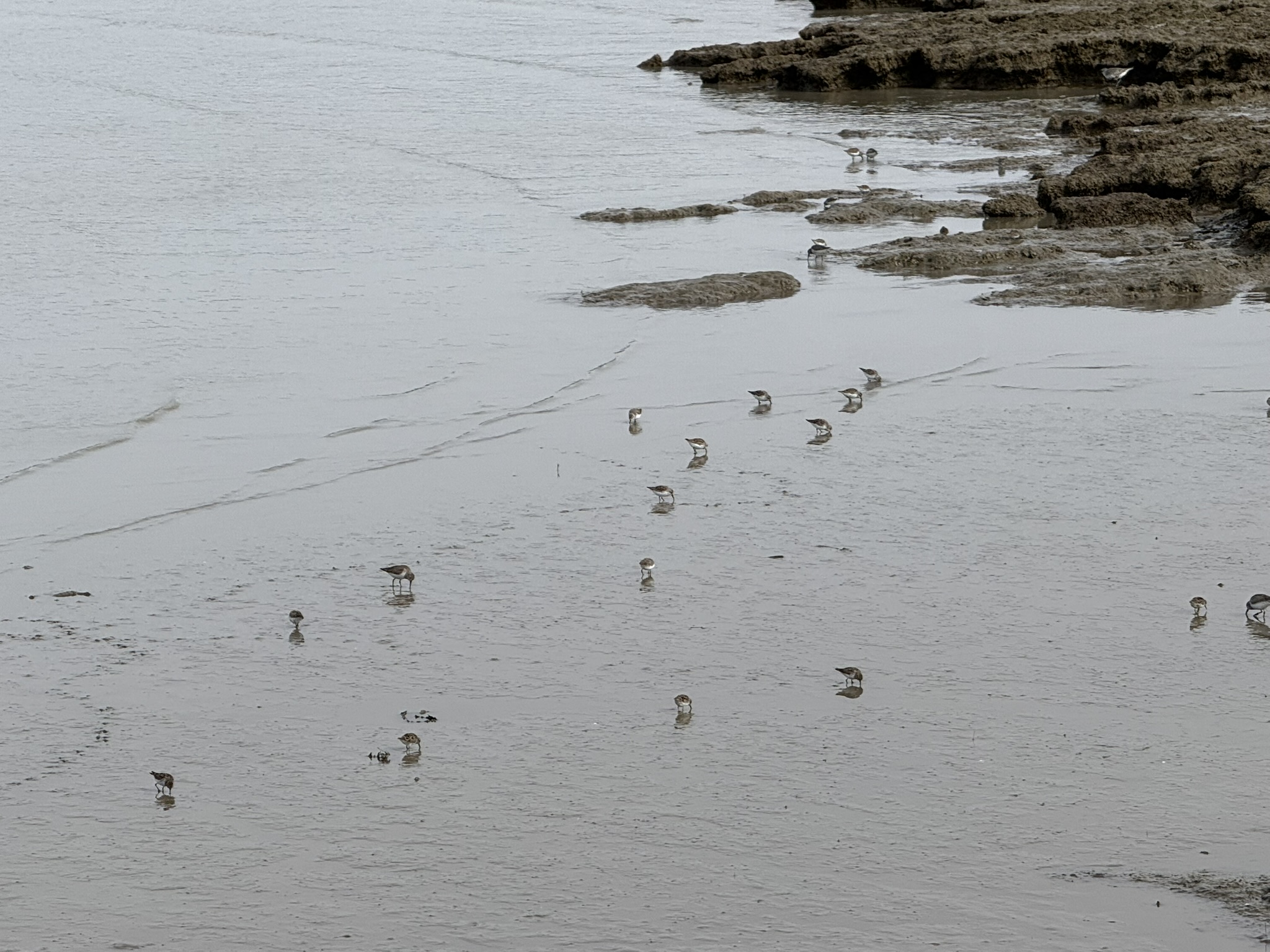 Point Pinole Regional Shoreline
