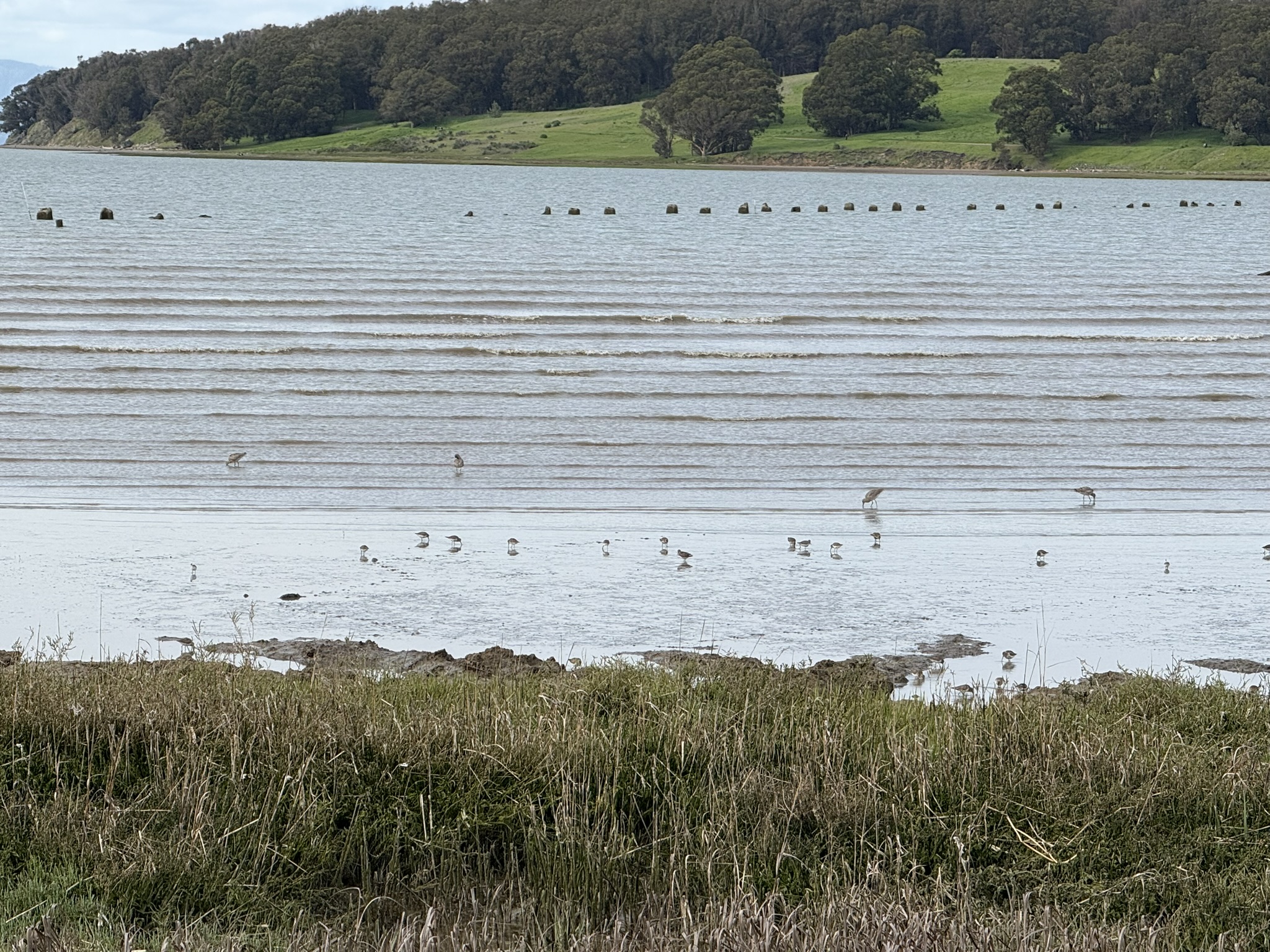 Point Pinole Regional Shoreline