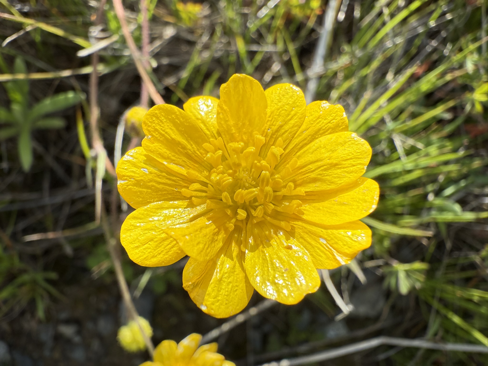 Morgan Territory Regional Preserve