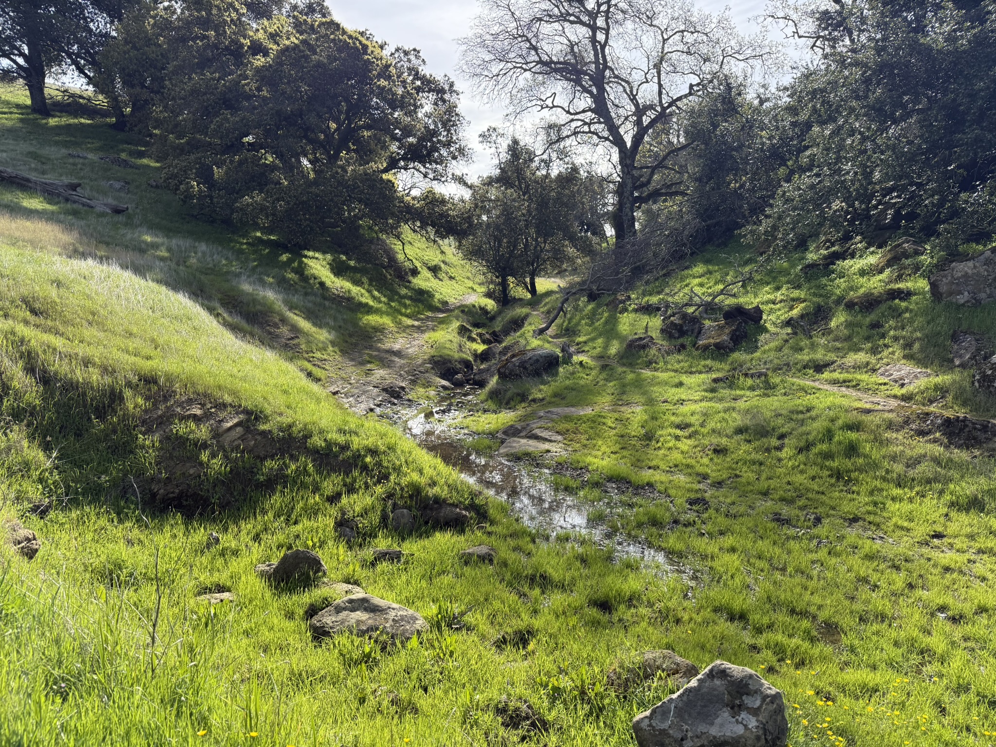 Morgan Territory Regional Preserve