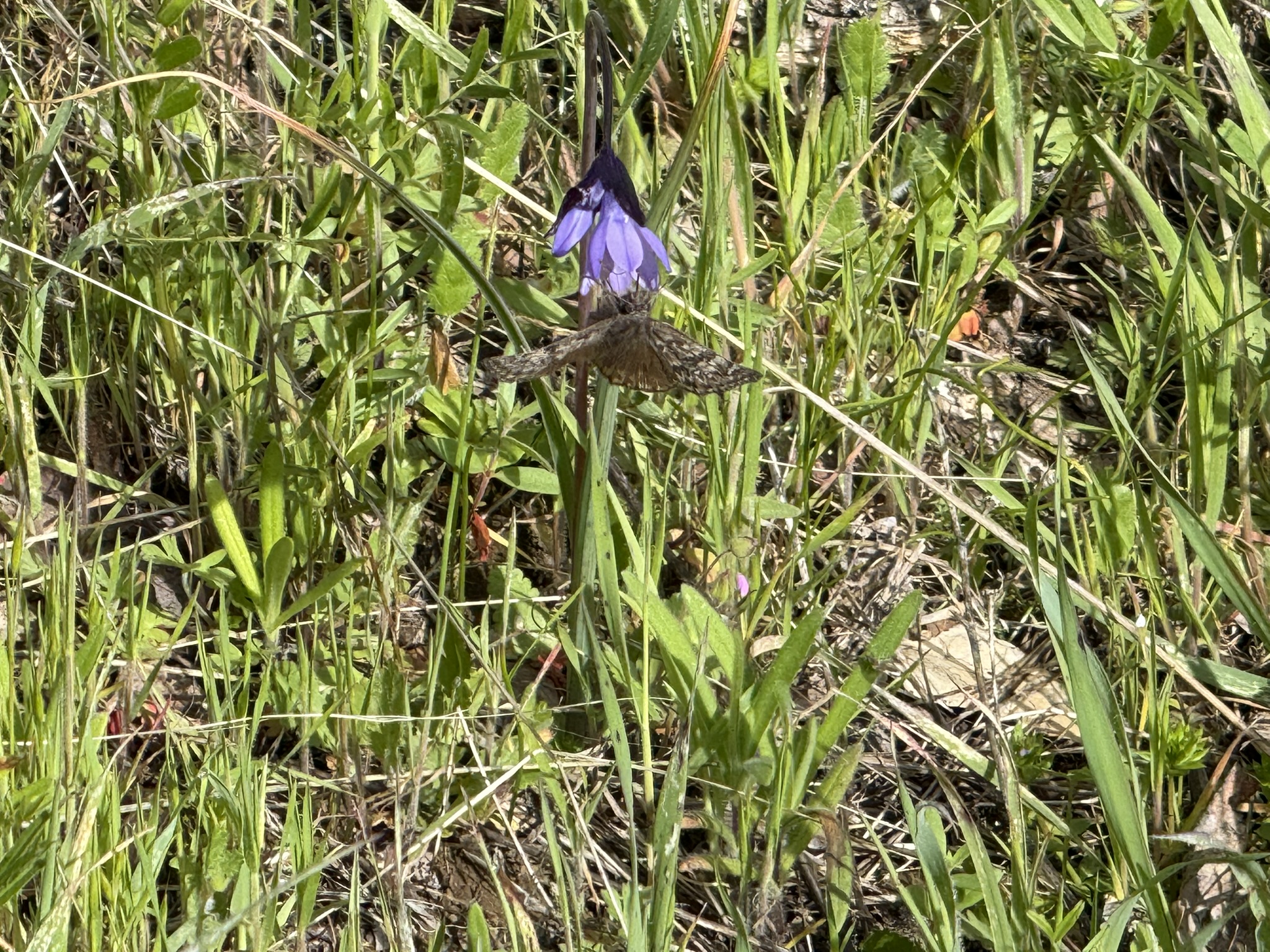 Morgan Territory Regional Preserve