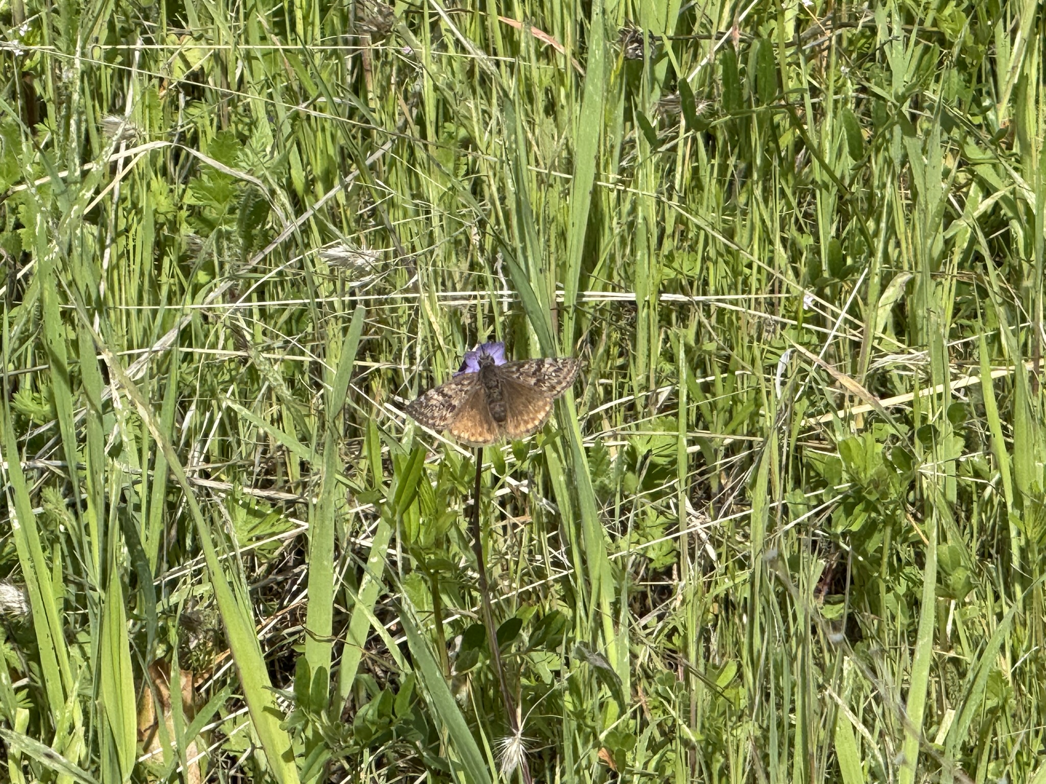 Morgan Territory Regional Preserve