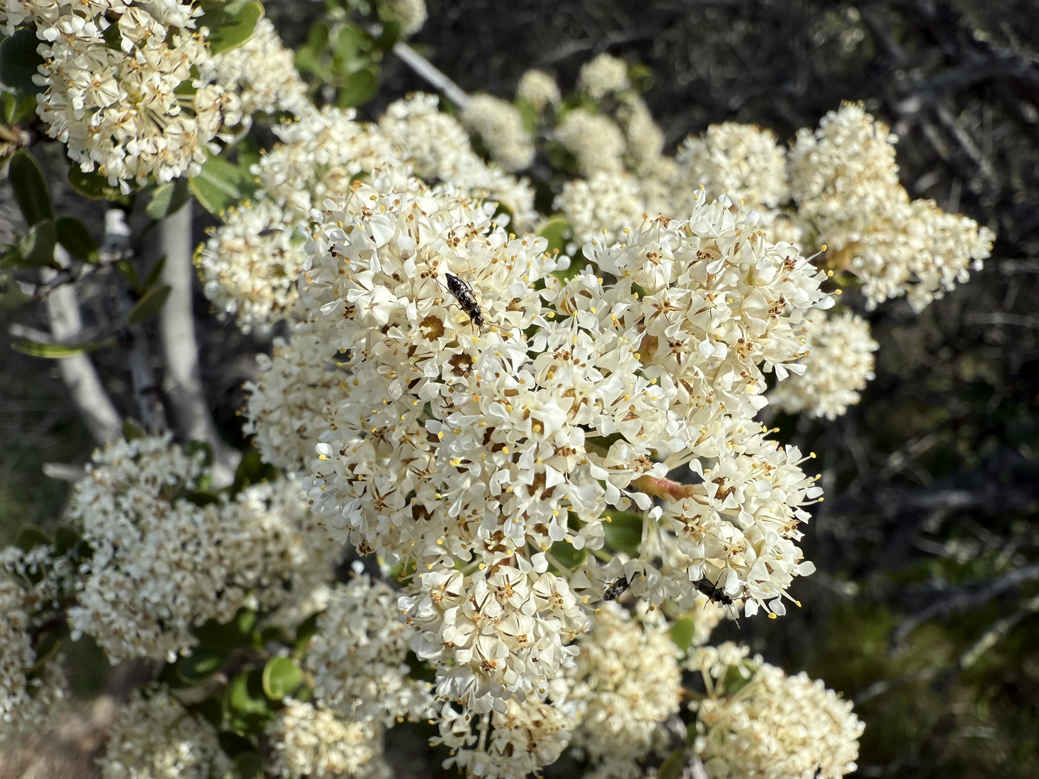 Morgan Territory Regional Preserve