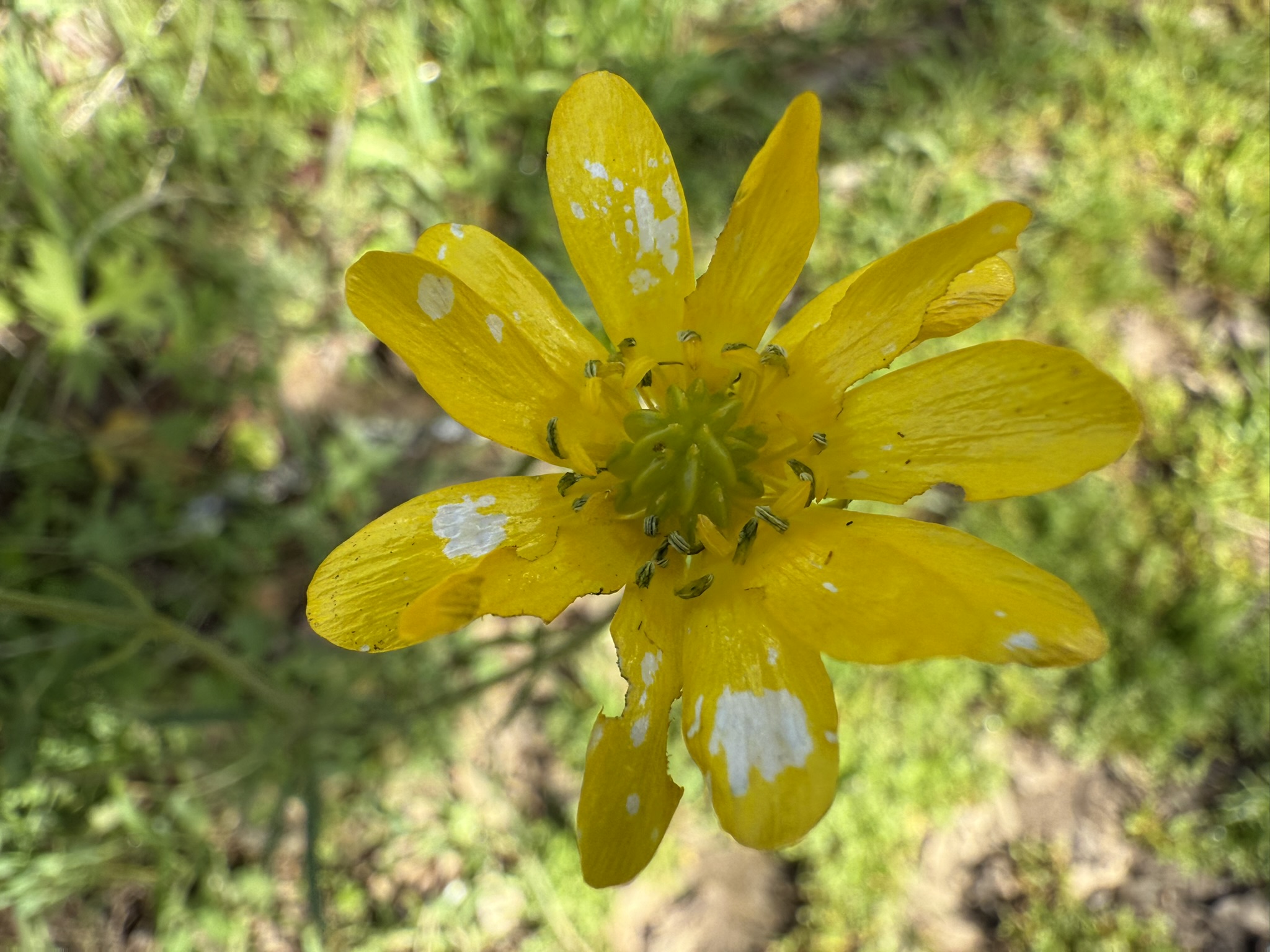 Morgan Territory Regional Preserve