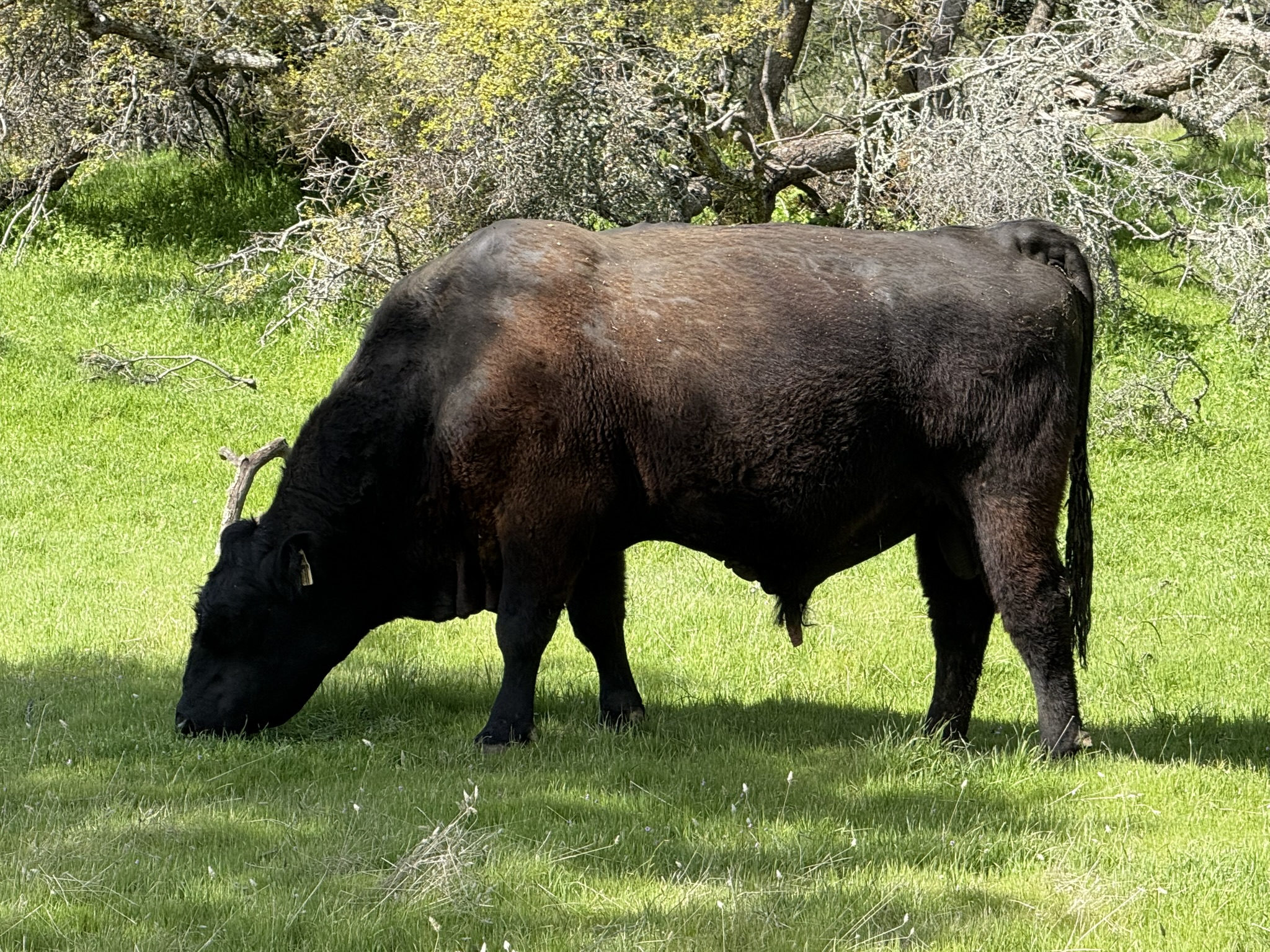Morgan Territory Regional Preserve