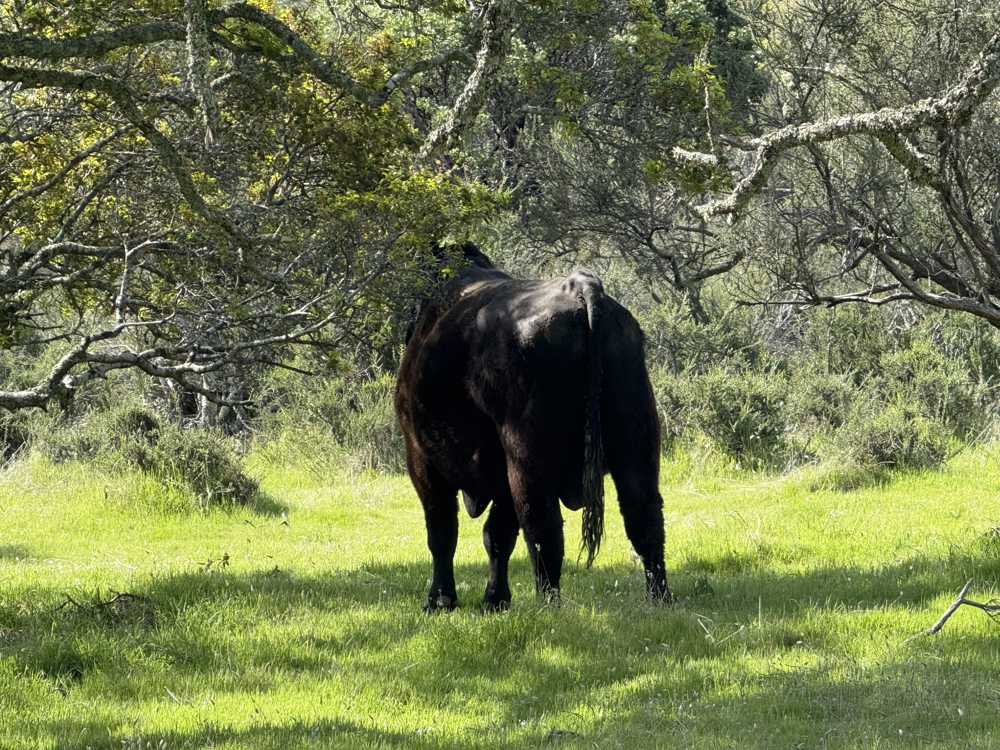 Morgan Territory Regional Preserve