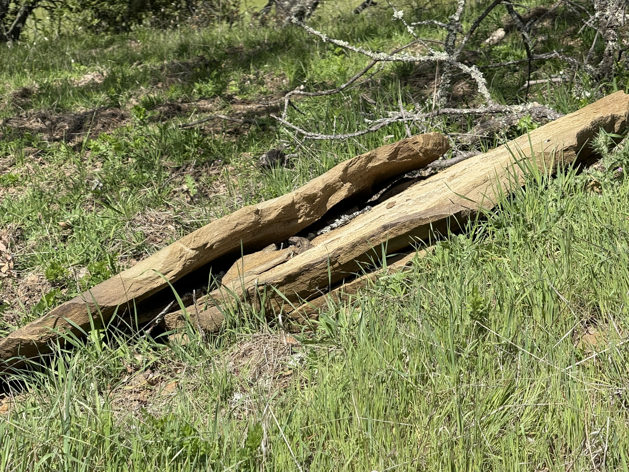 Morgan Territory Regional Preserve
