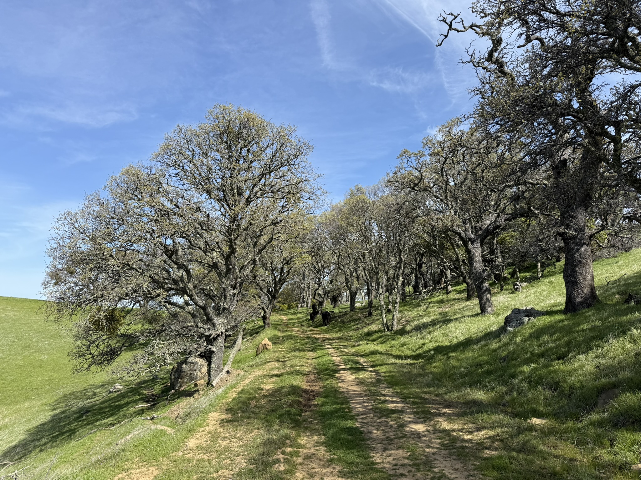 Morgan Territory Regional Preserve