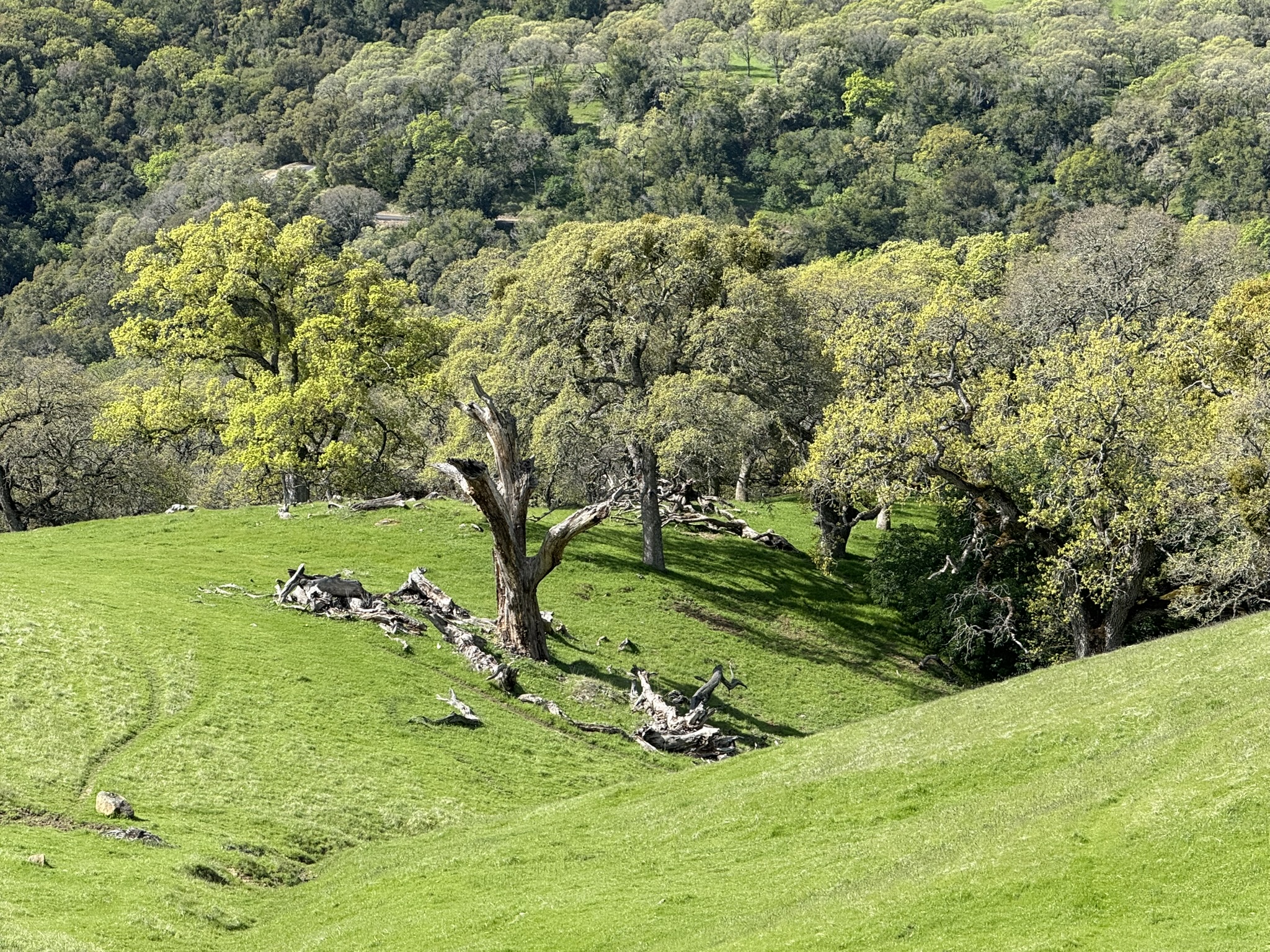 Morgan Territory Regional Preserve