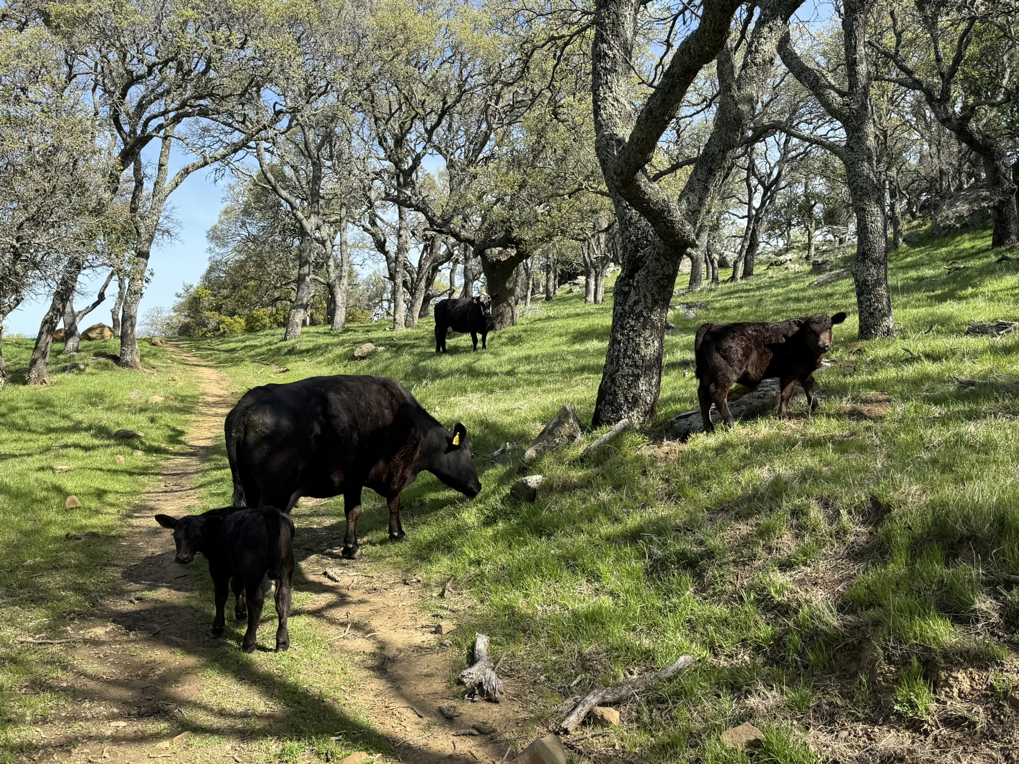 Morgan Territory Regional Preserve