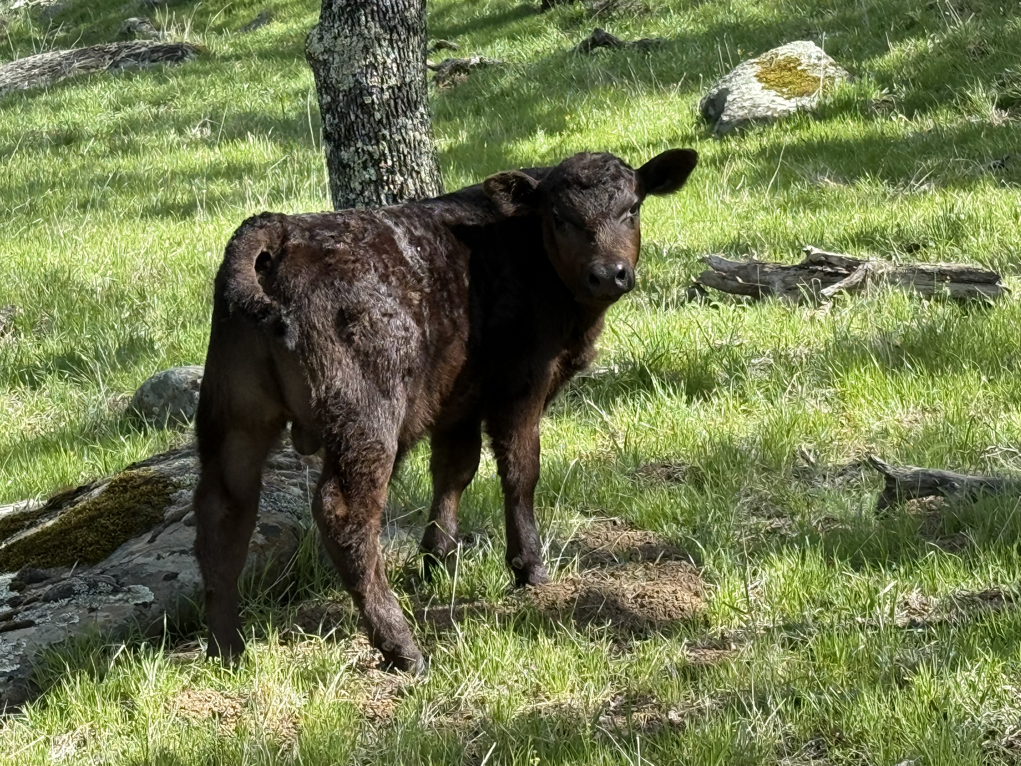 Morgan Territory Regional Preserve