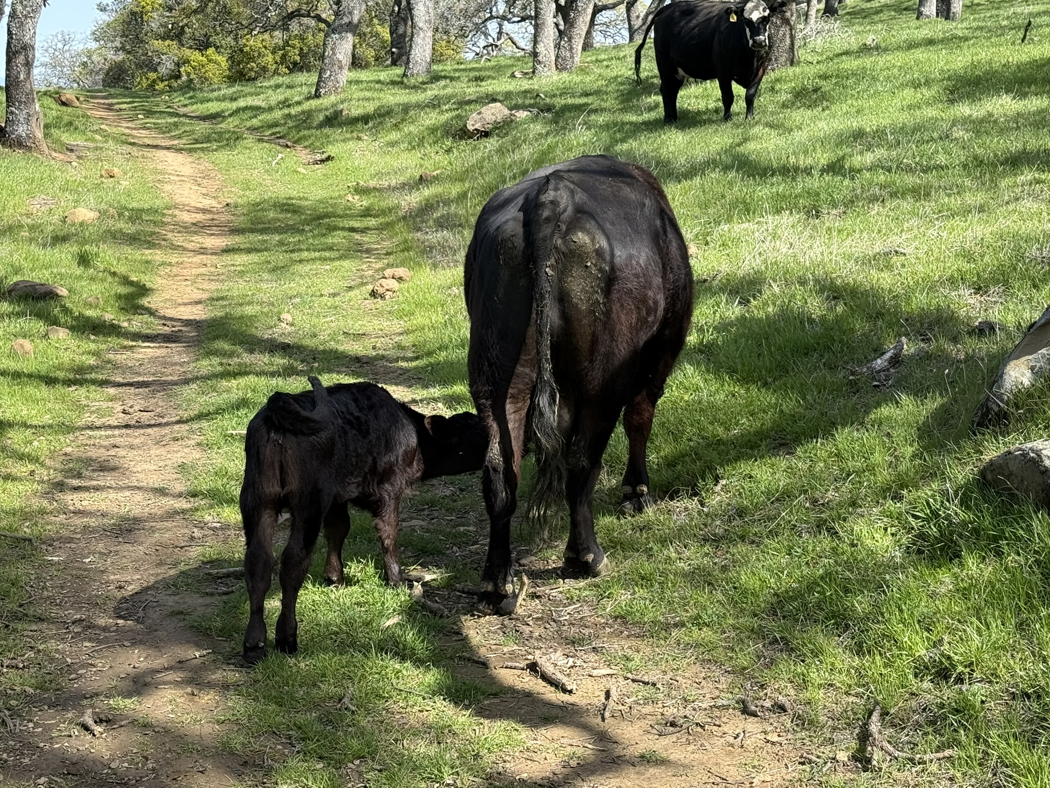 Morgan Territory Regional Preserve