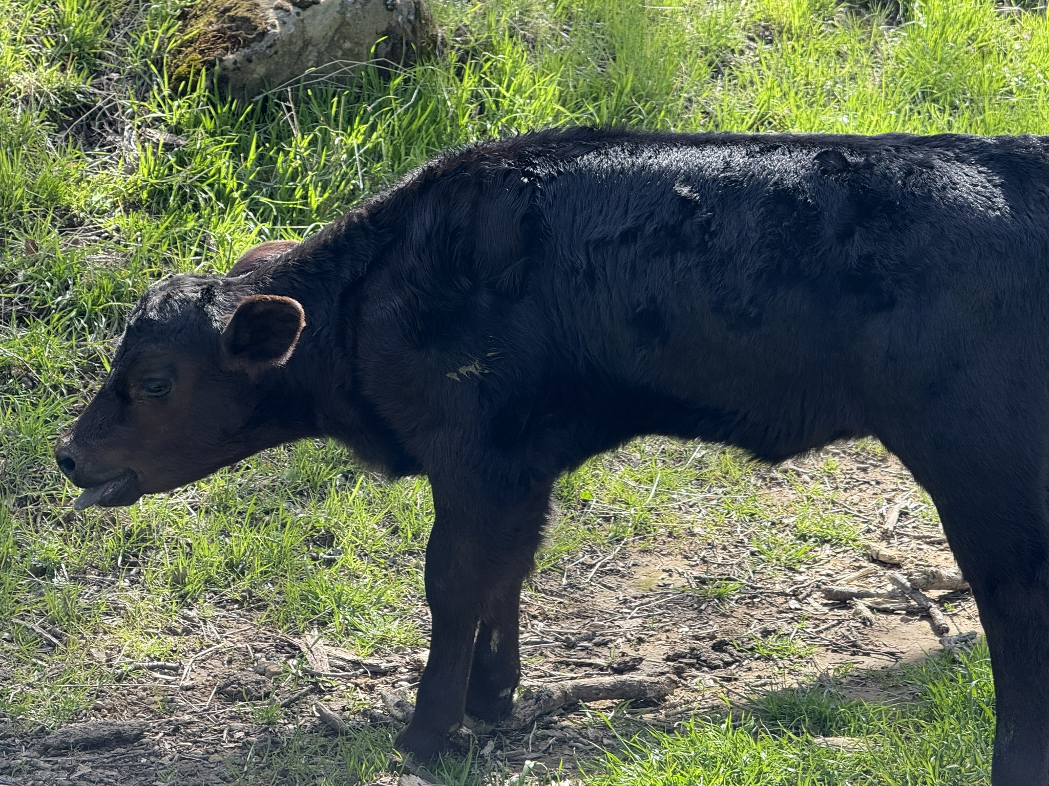 Morgan Territory Regional Preserve