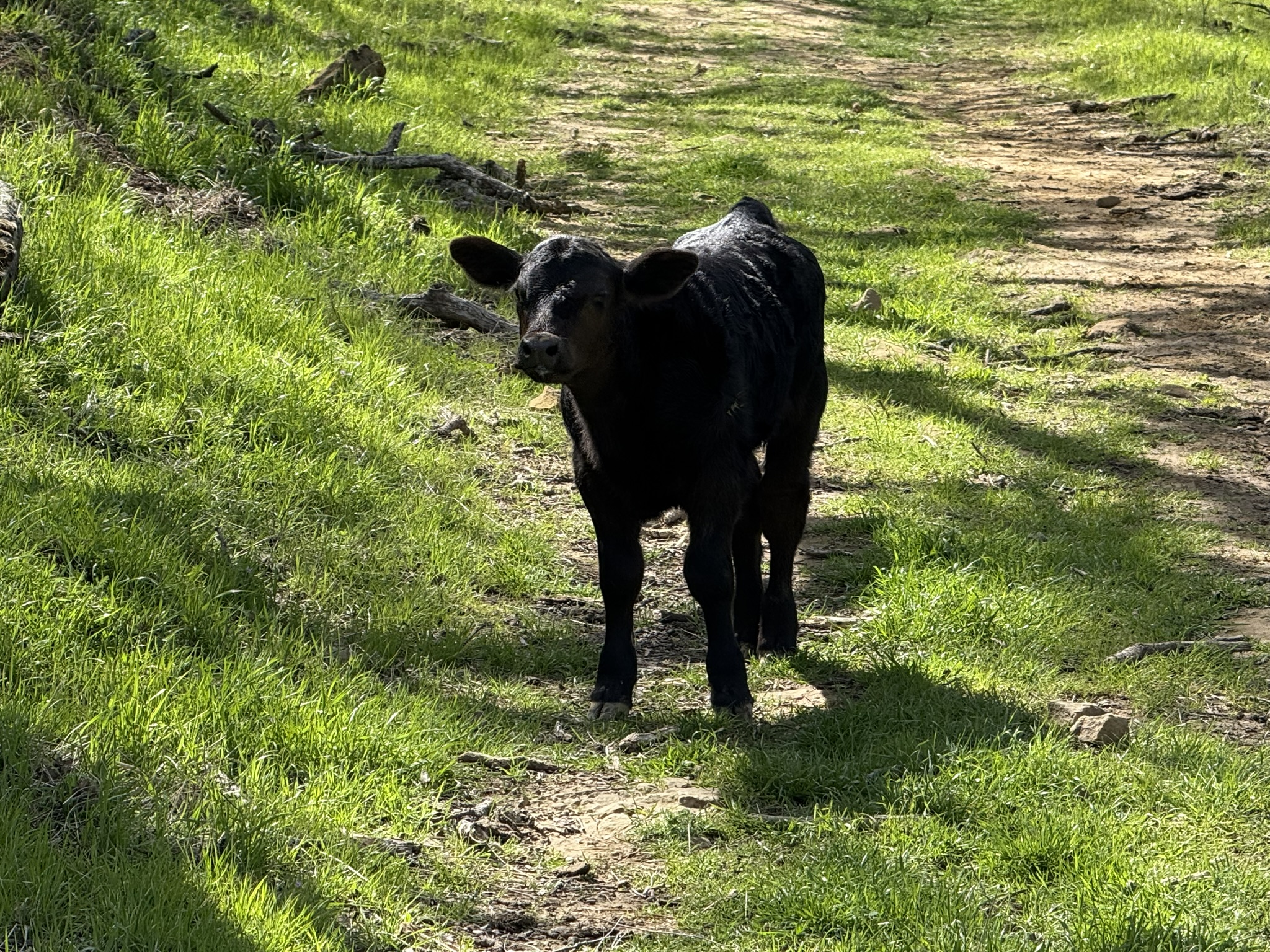 Morgan Territory Regional Preserve