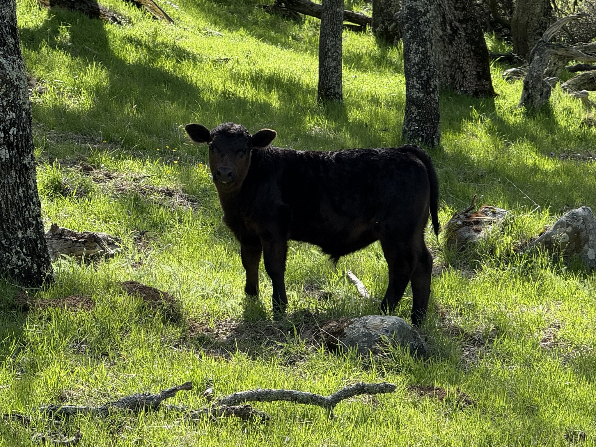 Morgan Territory Regional Preserve