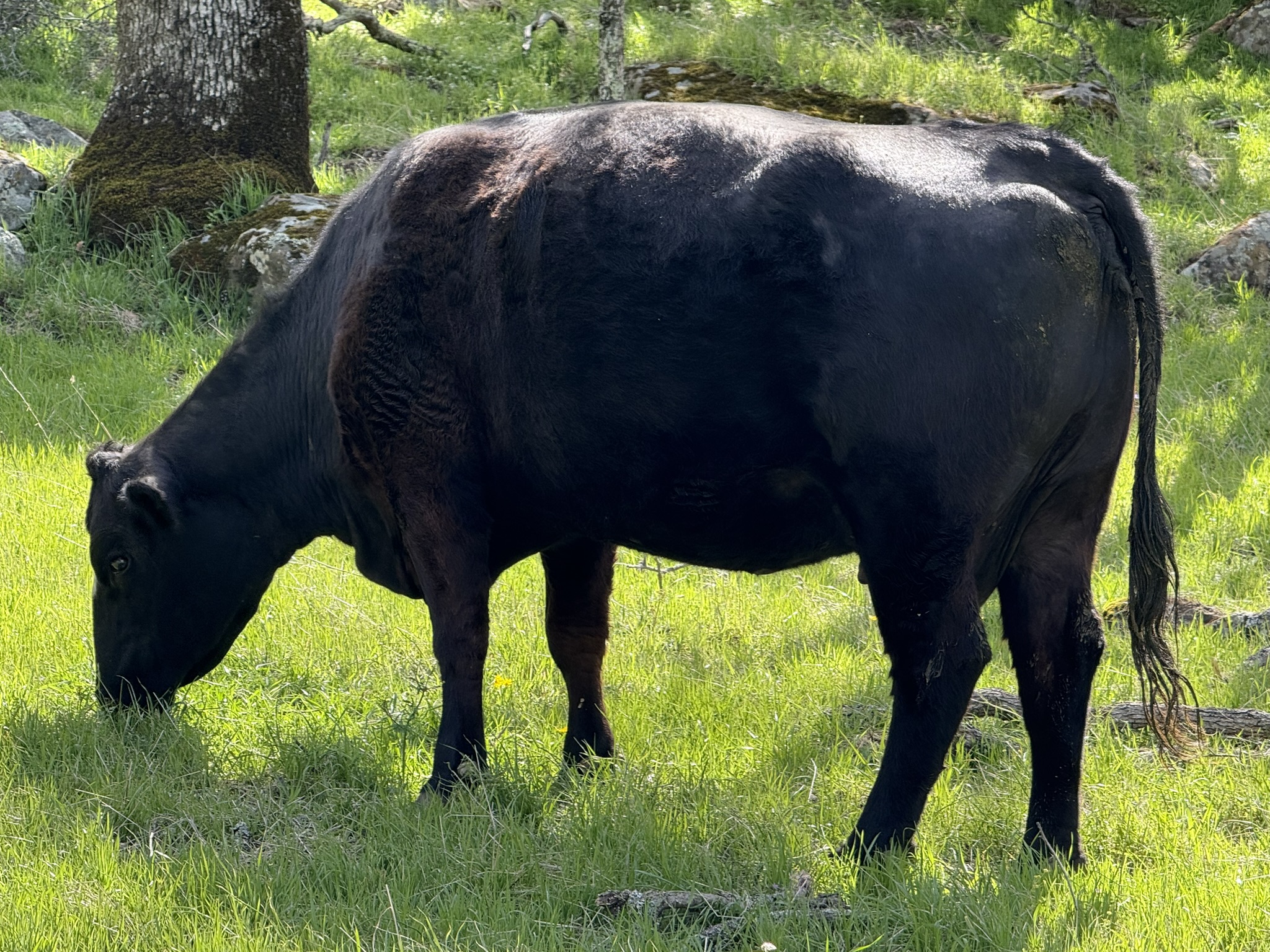 Morgan Territory Regional Preserve