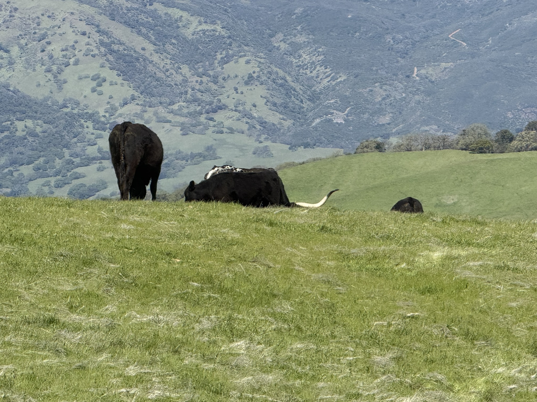 Morgan Territory Regional Preserve