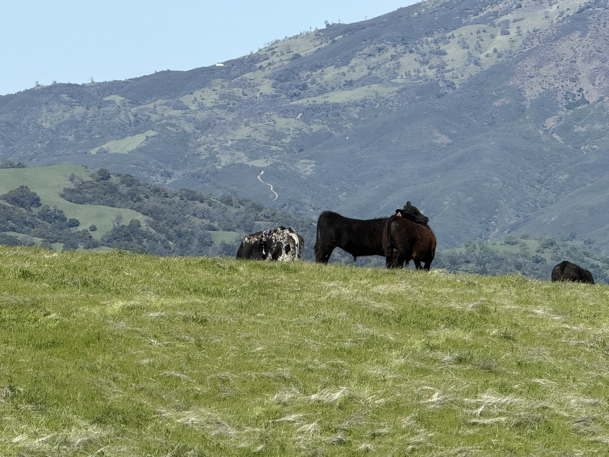 Morgan Territory Regional Preserve