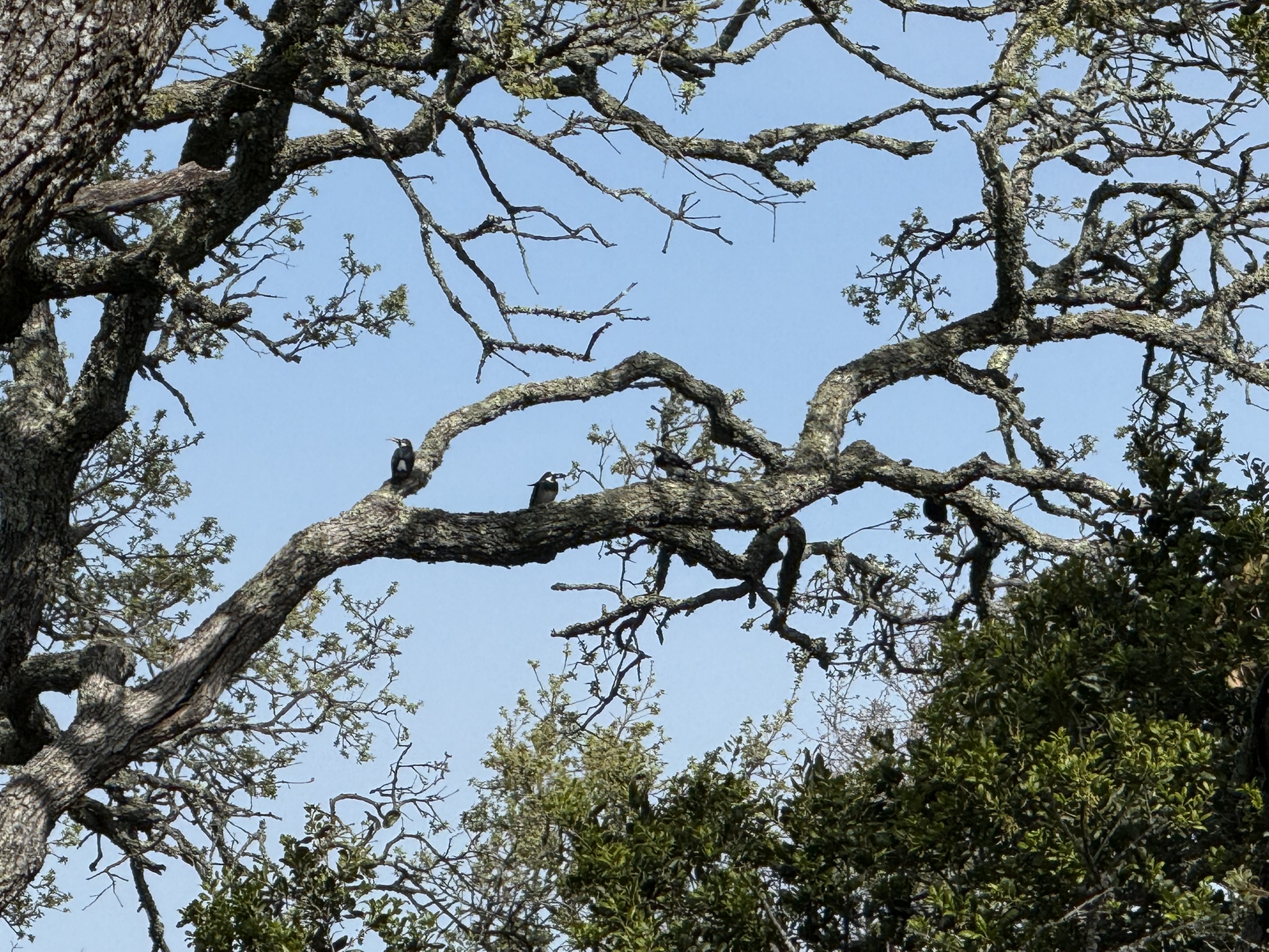 Morgan Territory Regional Preserve