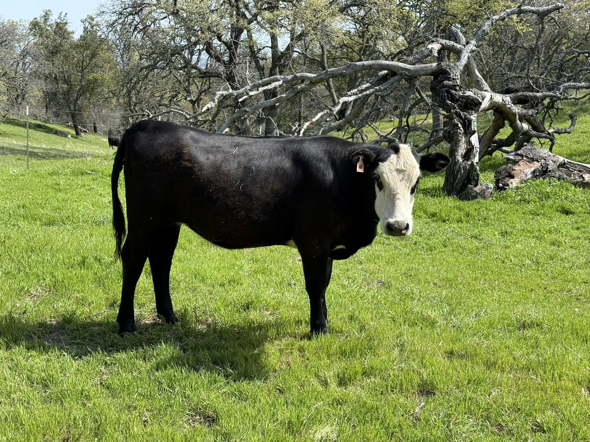 Morgan Territory Regional Preserve