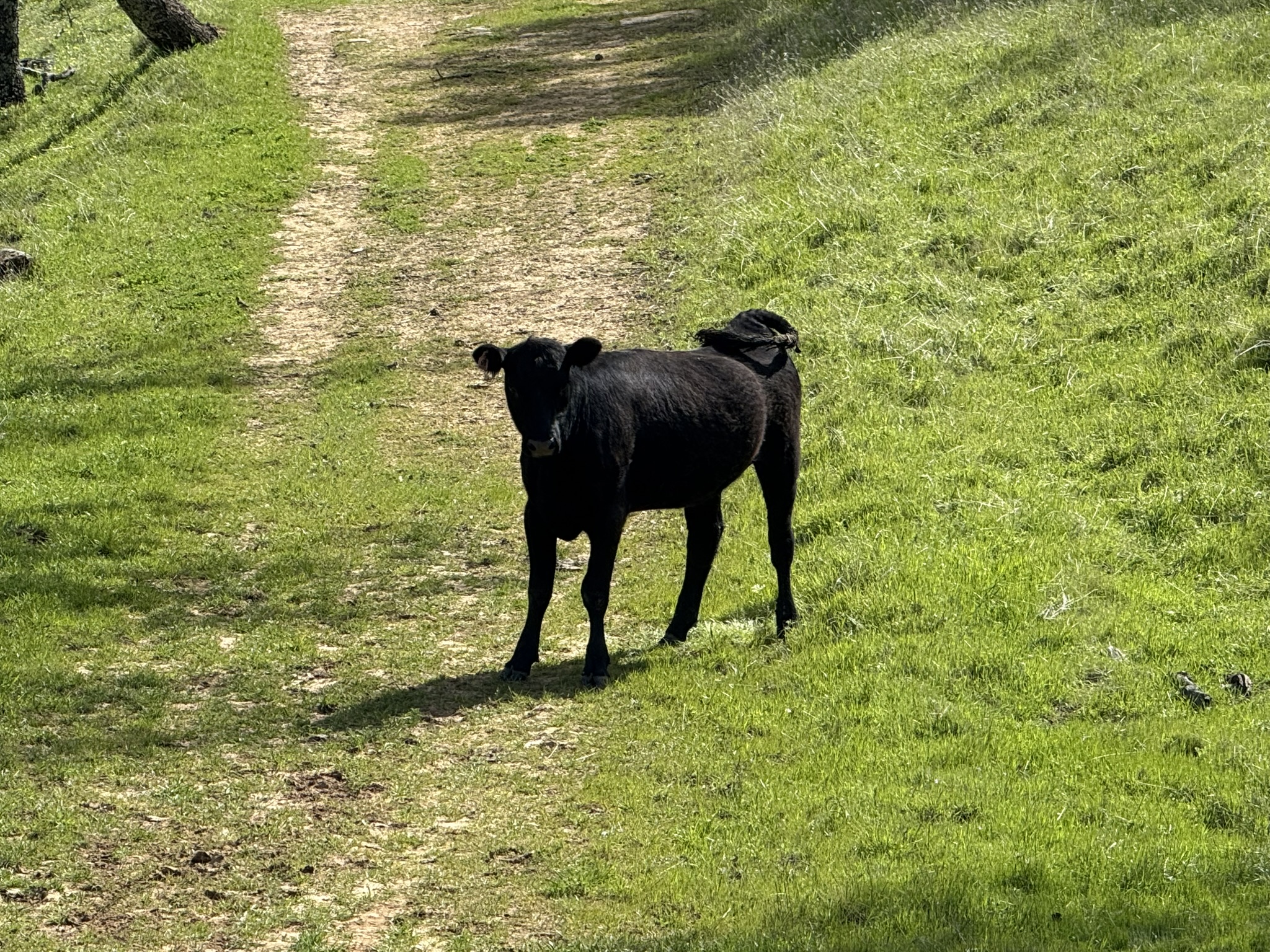 Morgan Territory Regional Preserve