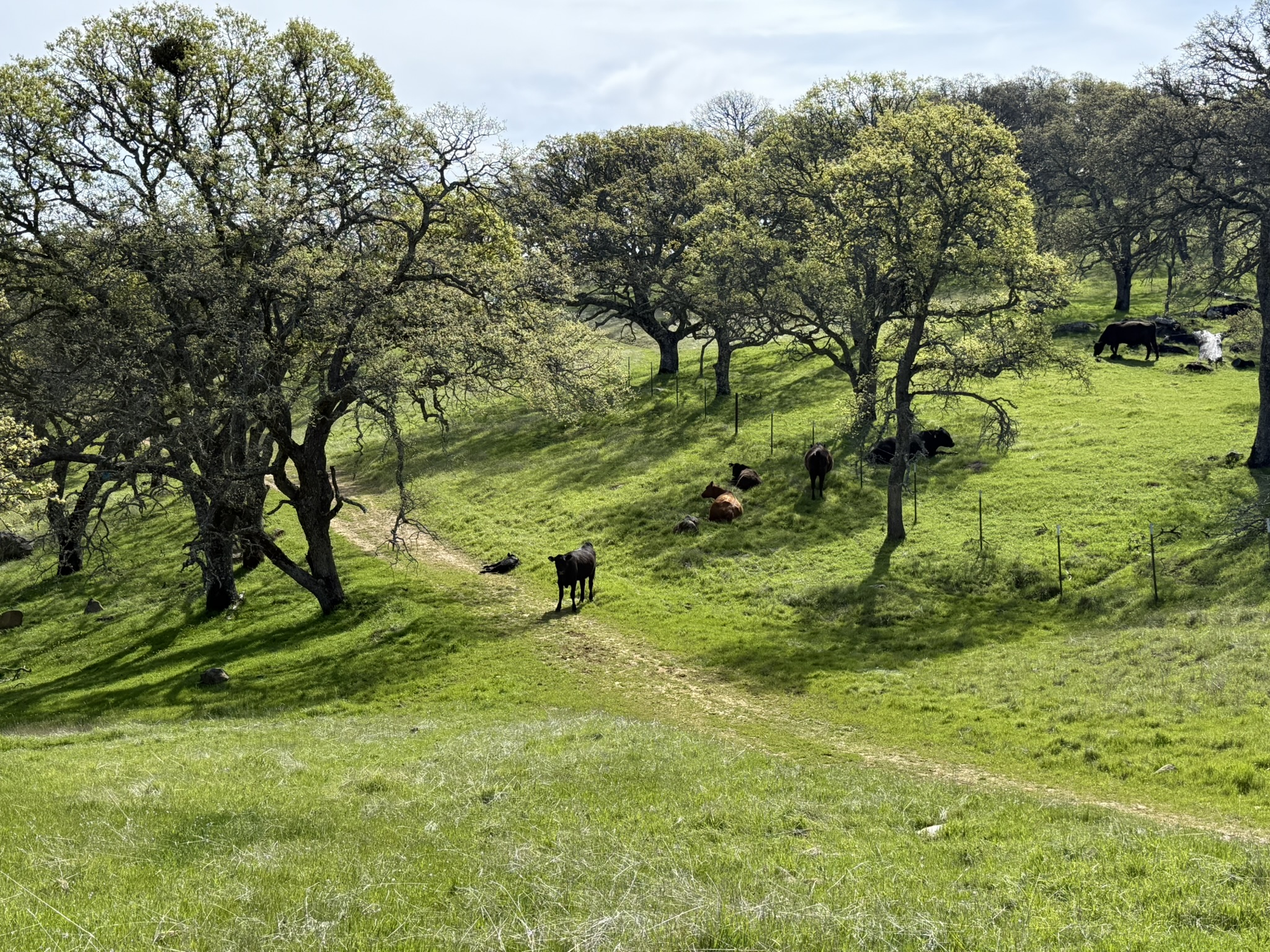 Morgan Territory Regional Preserve