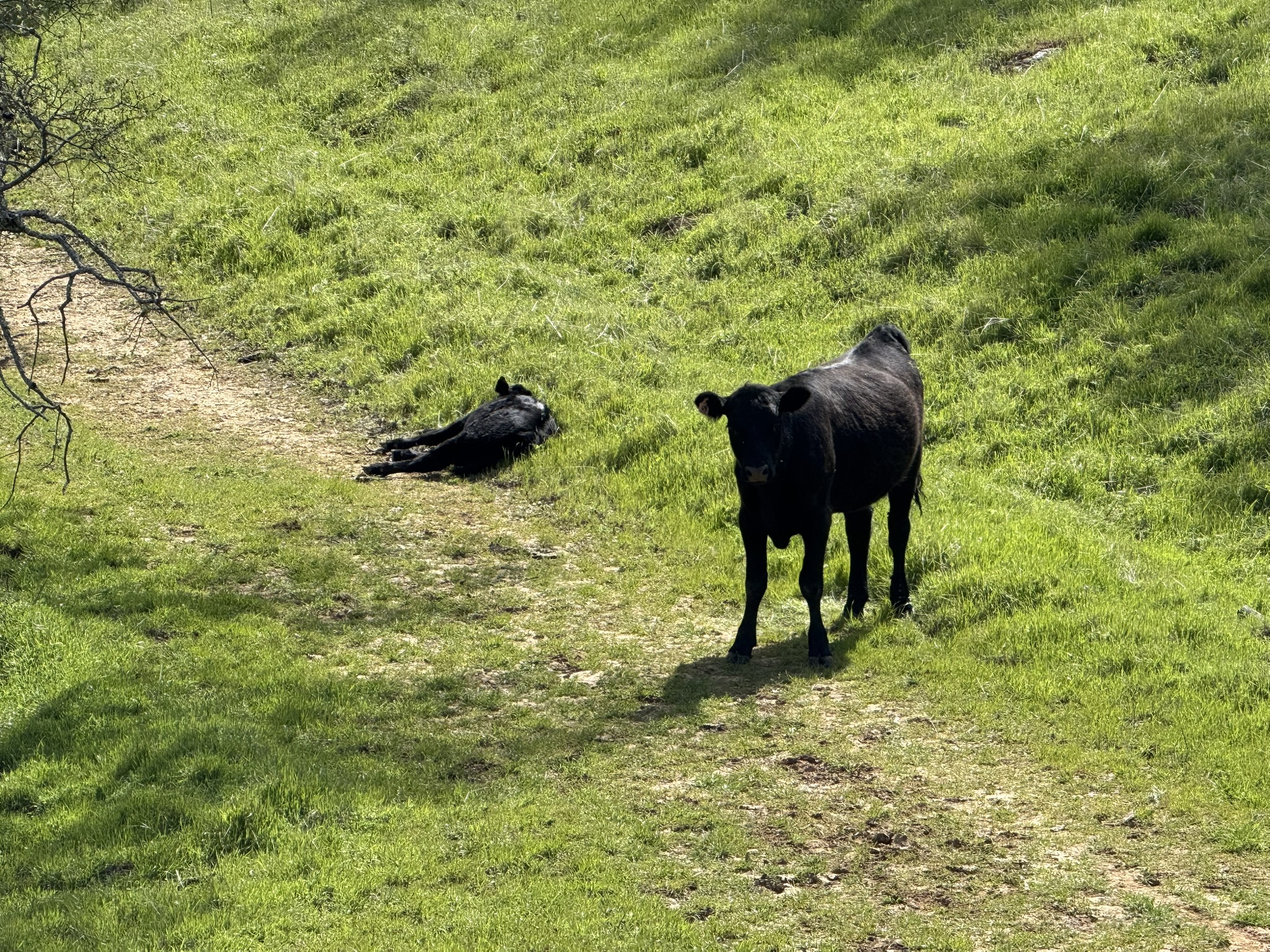 Morgan Territory Regional Preserve