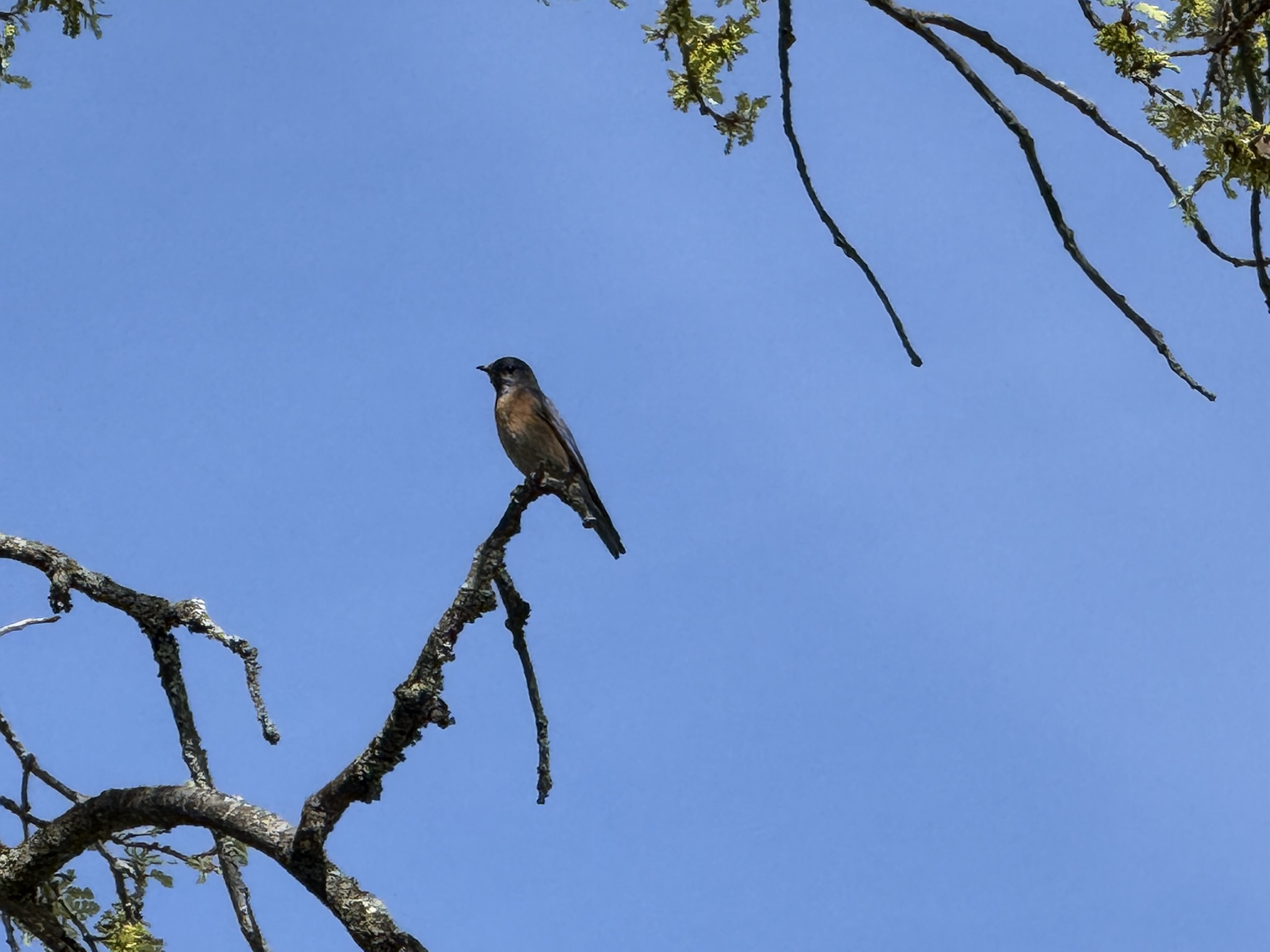 Morgan Territory Regional Preserve