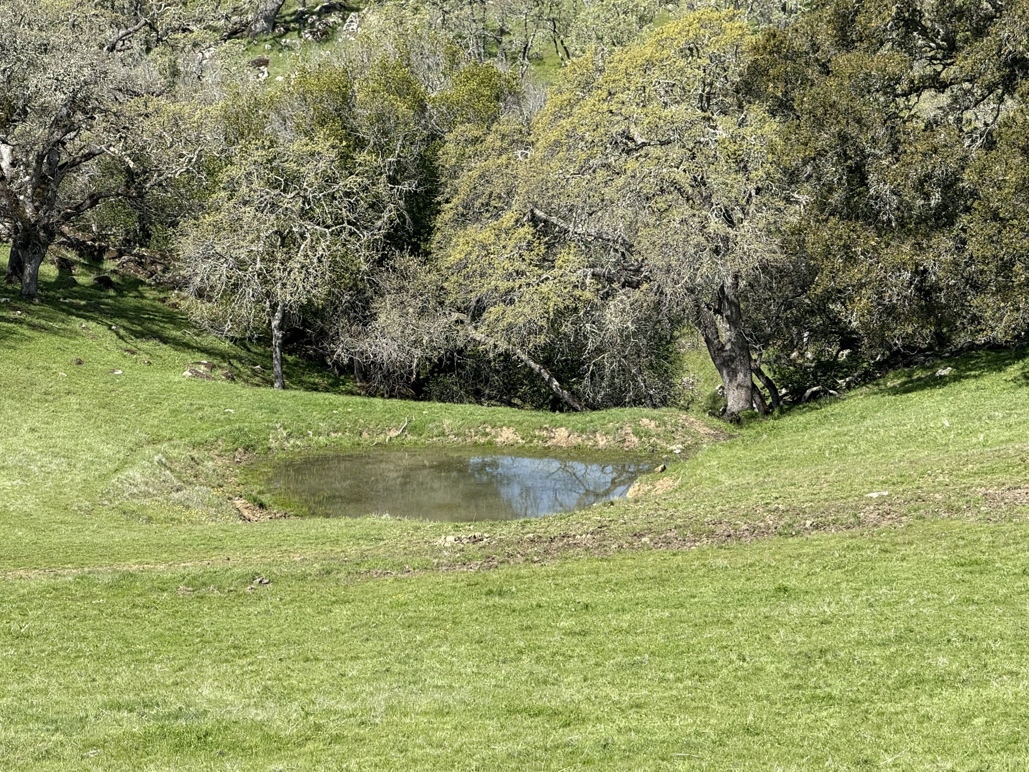 Morgan Territory Regional Preserve