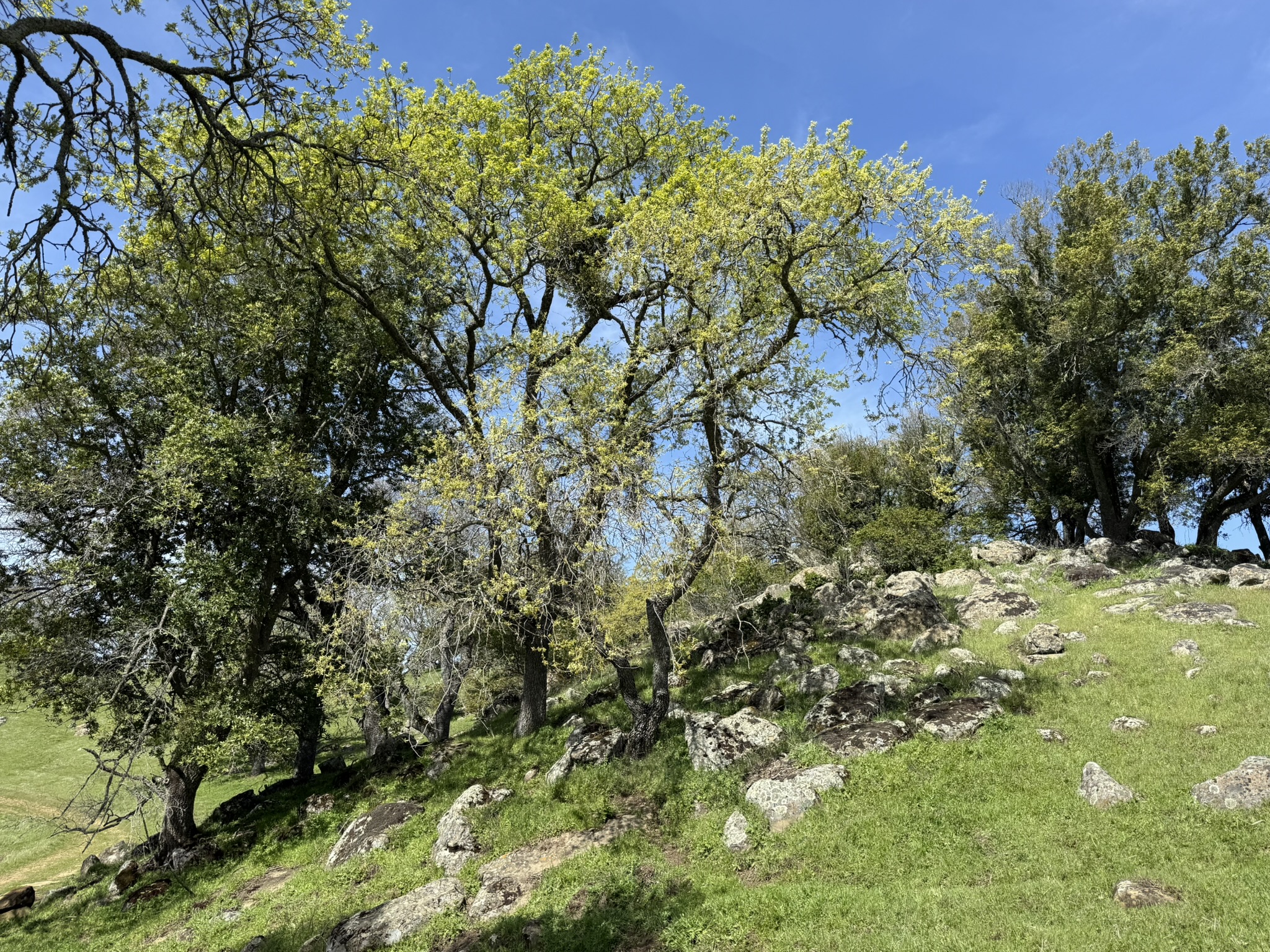 Morgan Territory Regional Preserve