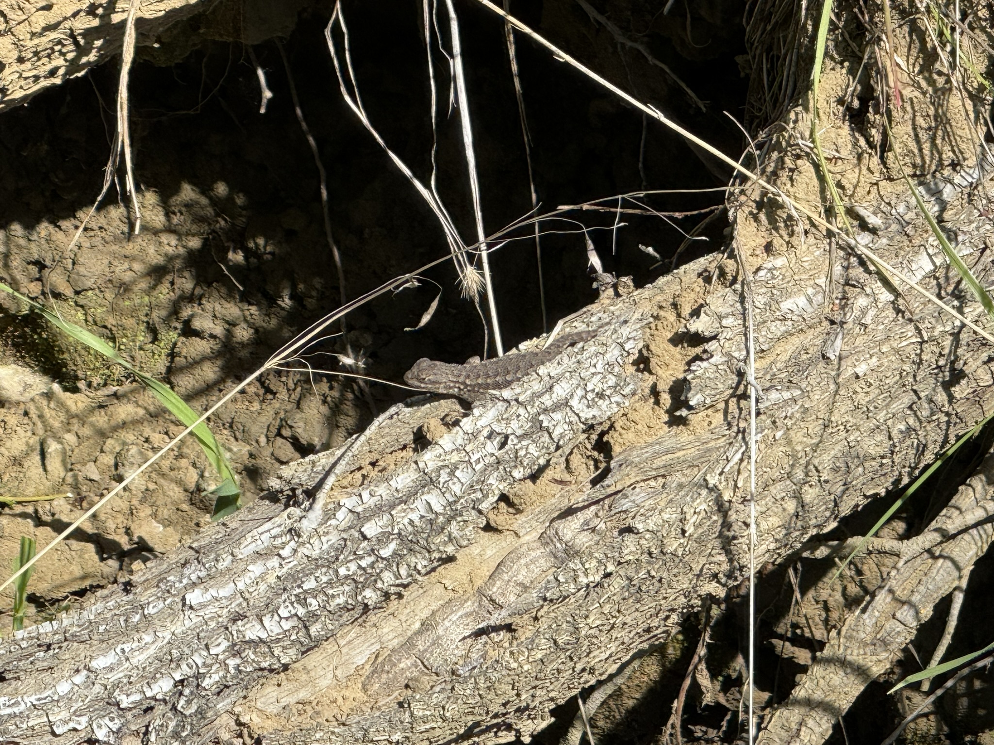 Morgan Territory Regional Preserve