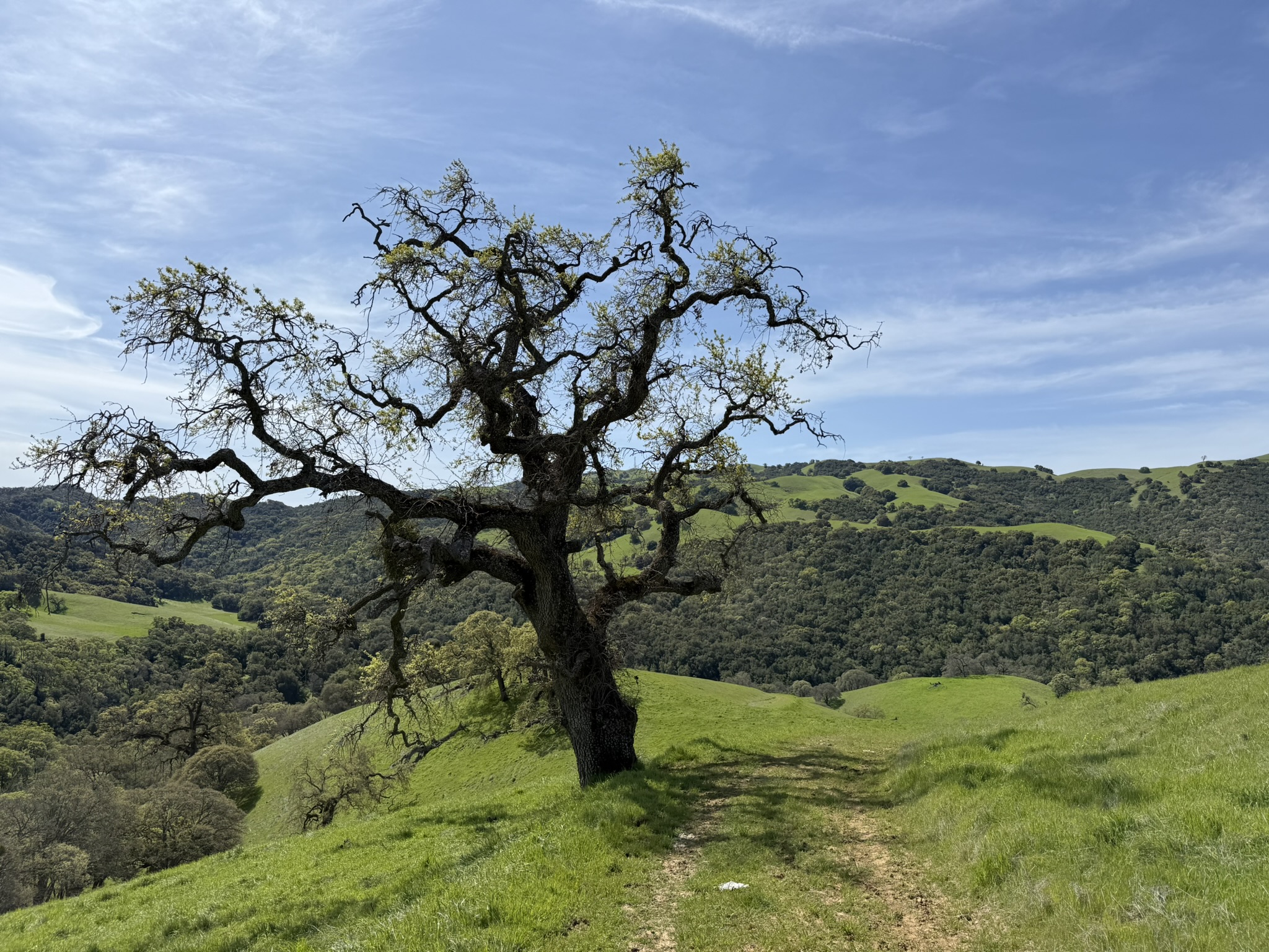 Morgan Territory Regional Preserve