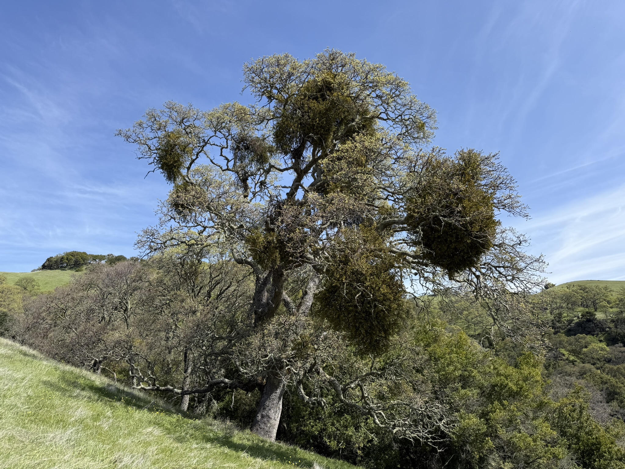 Morgan Territory Regional Preserve