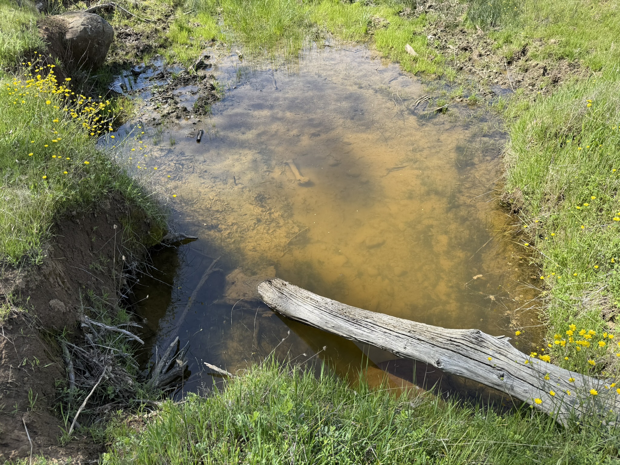 Morgan Territory Regional Preserve