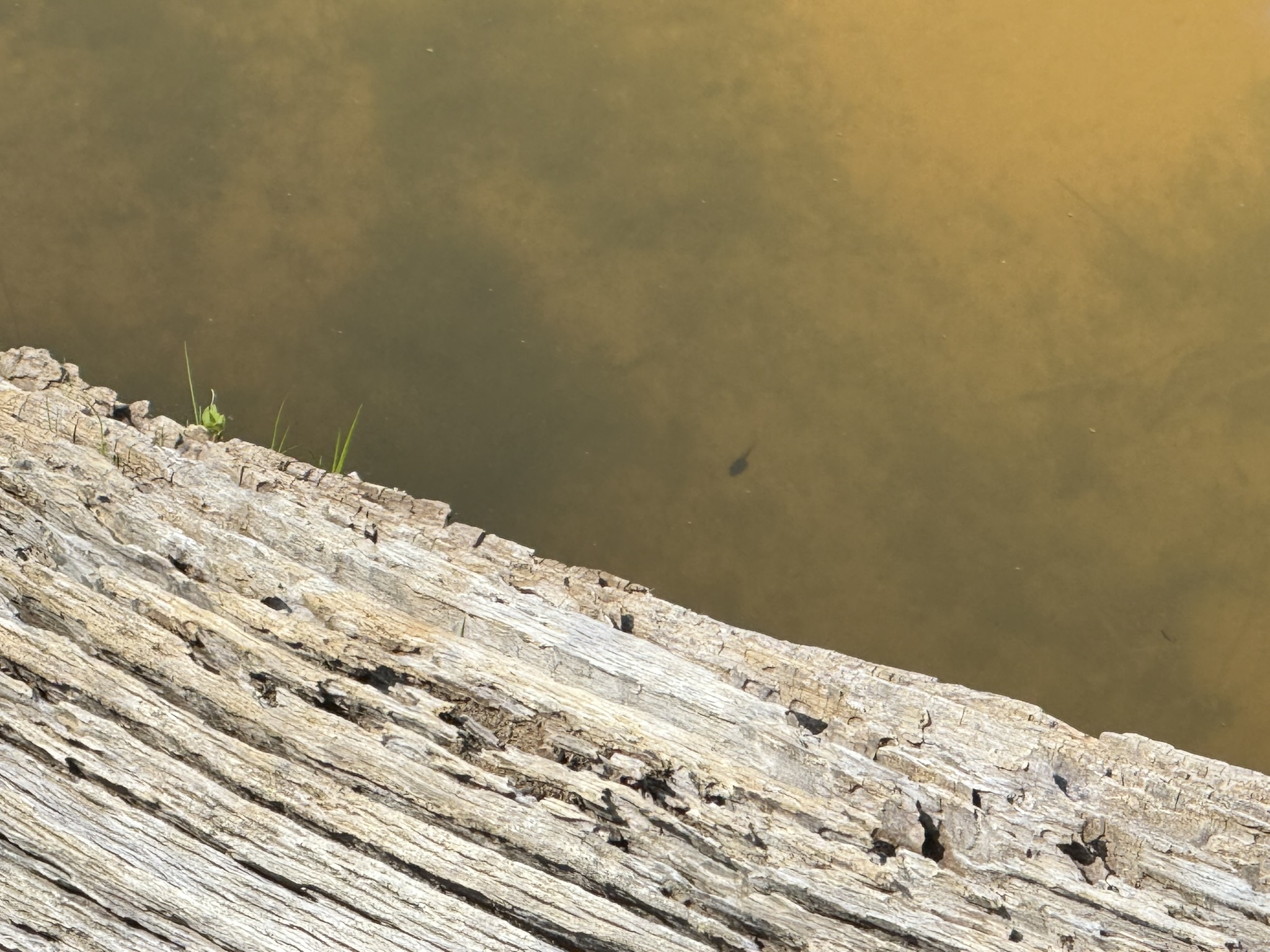 Morgan Territory Regional Preserve