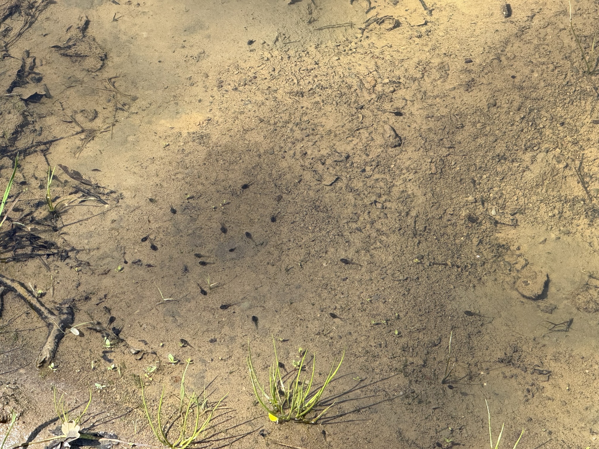 Morgan Territory Regional Preserve