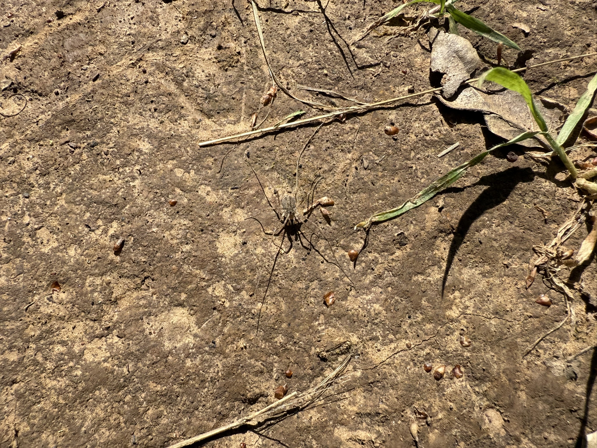 Morgan Territory Regional Preserve