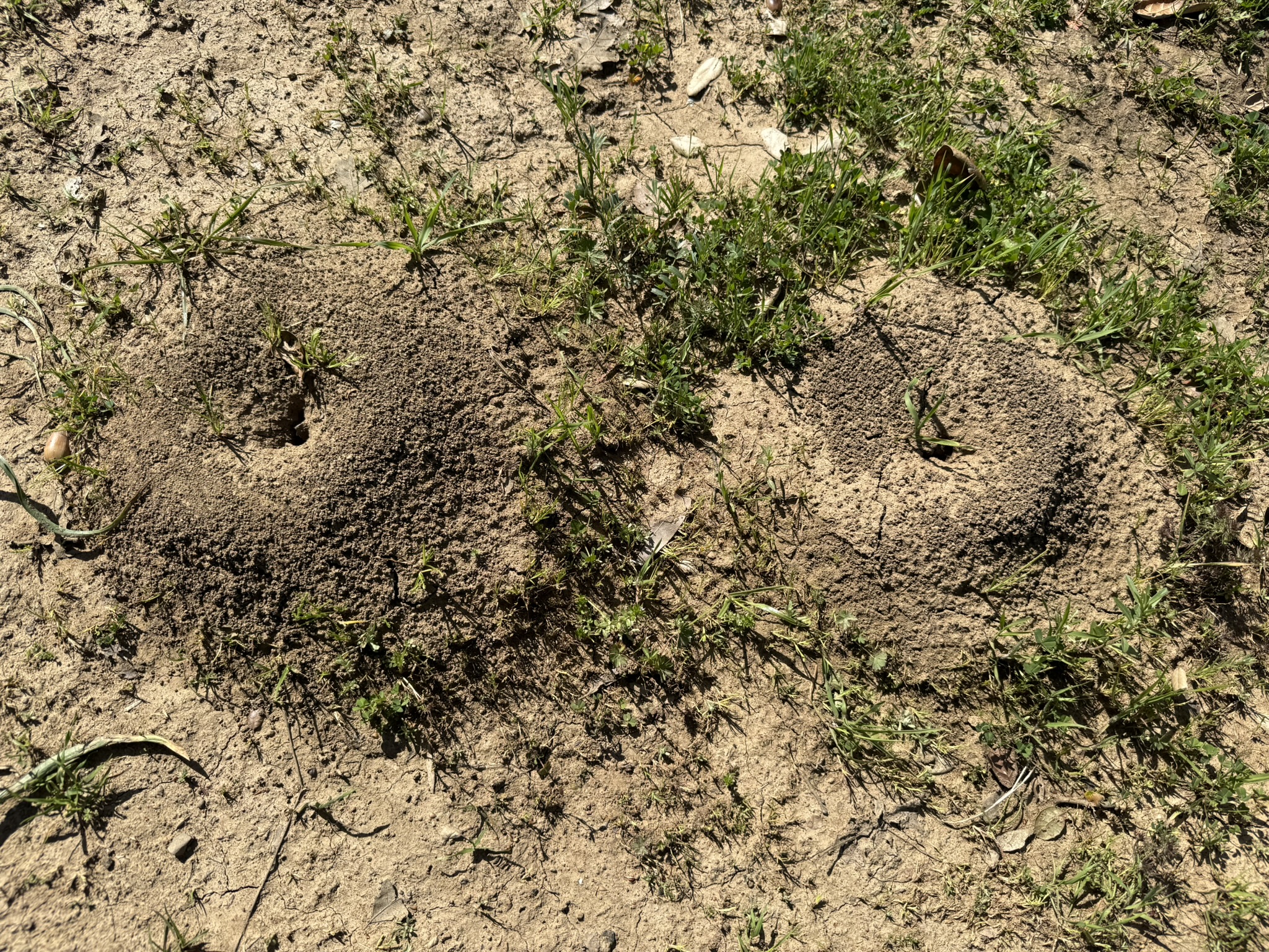 Morgan Territory Regional Preserve