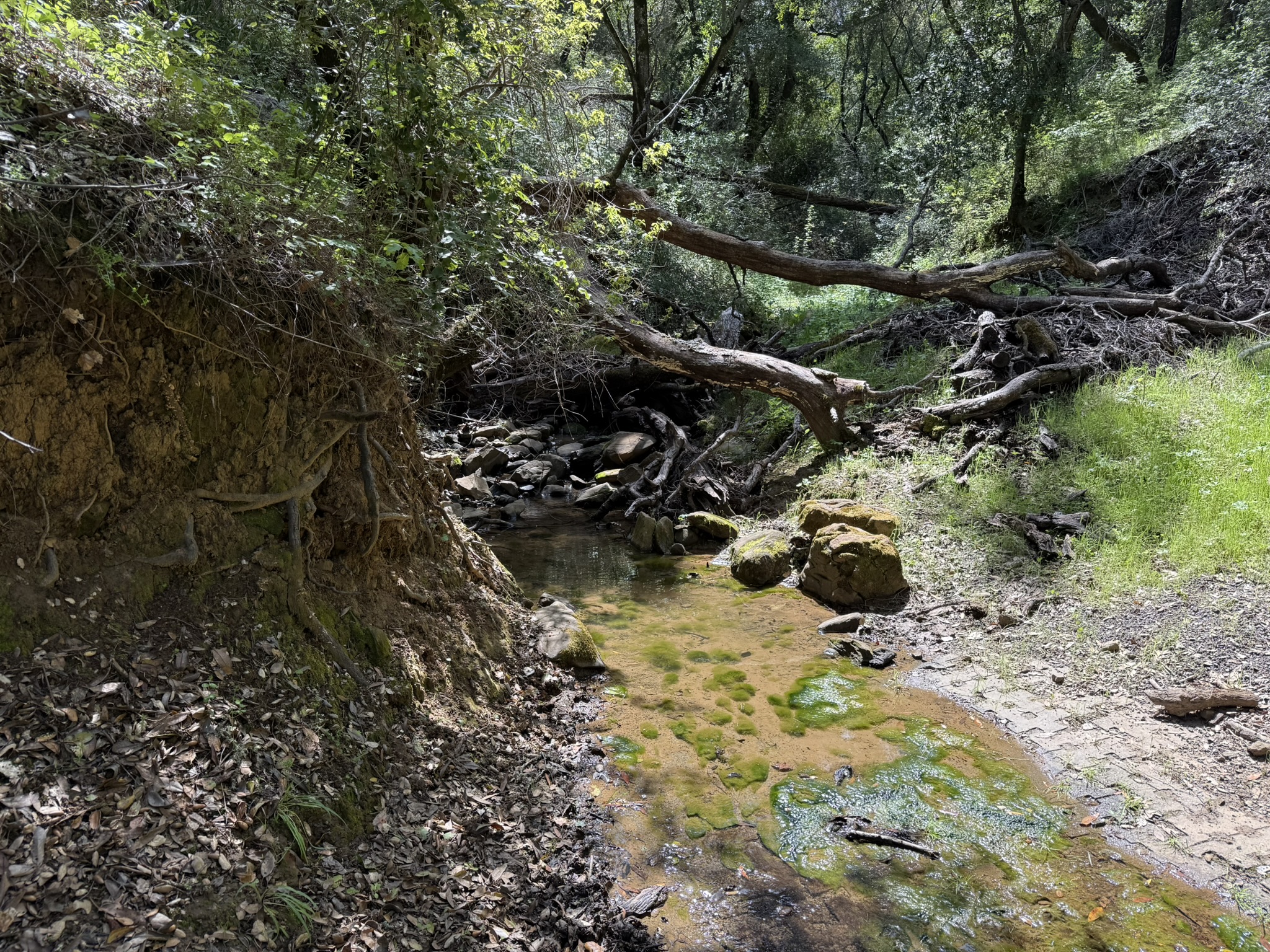 Morgan Territory Regional Preserve