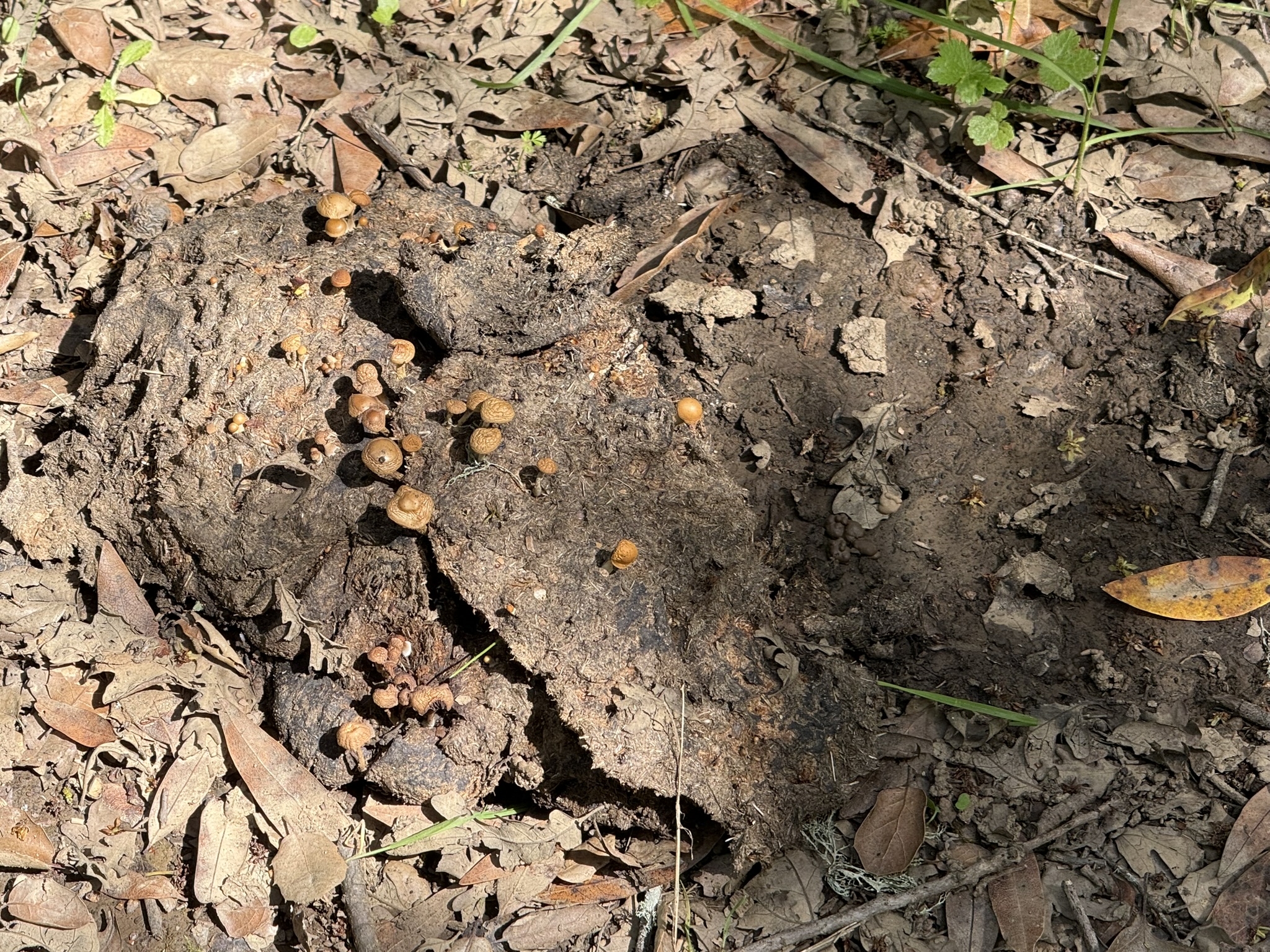 Morgan Territory Regional Preserve