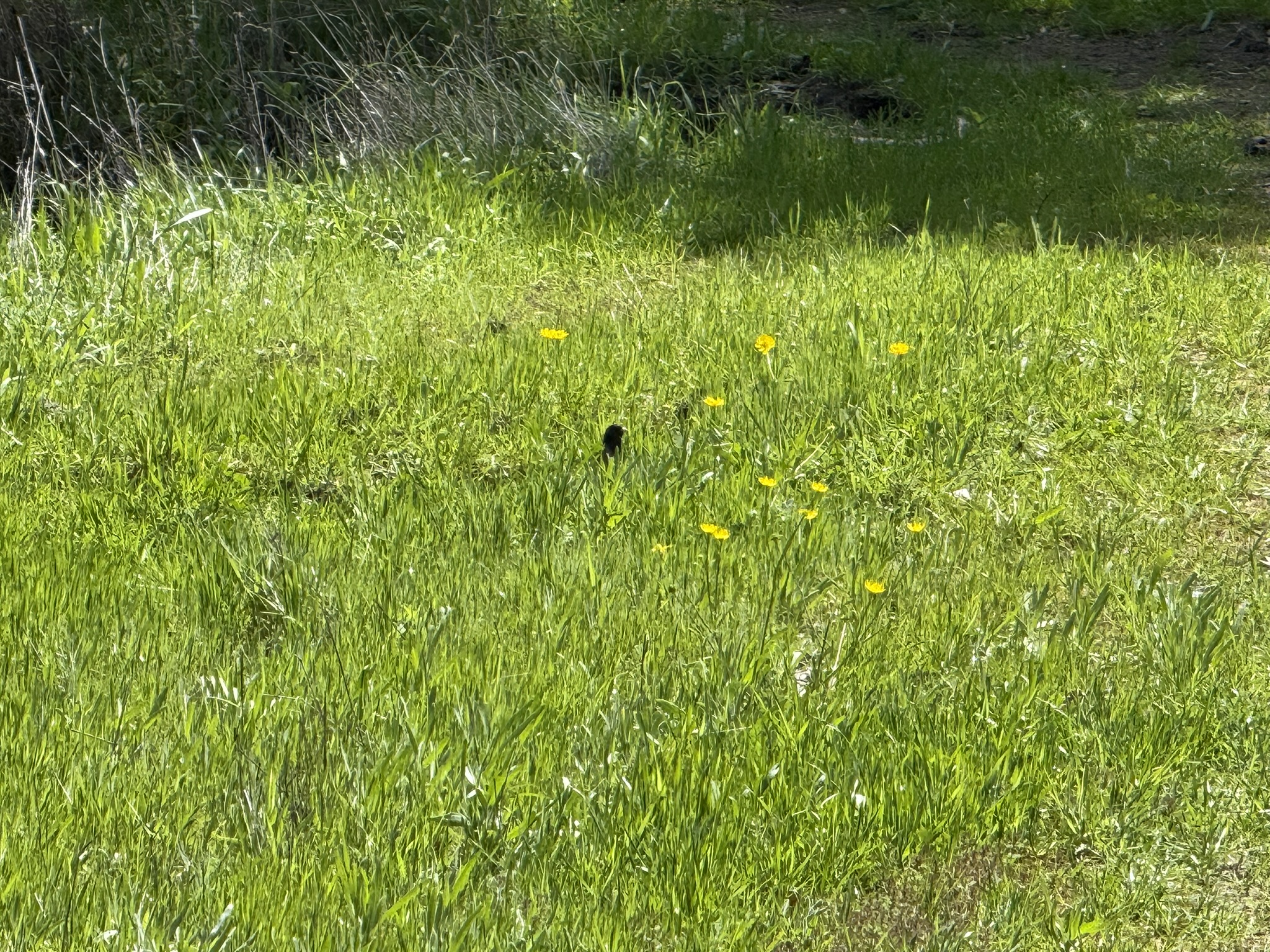 Morgan Territory Regional Preserve