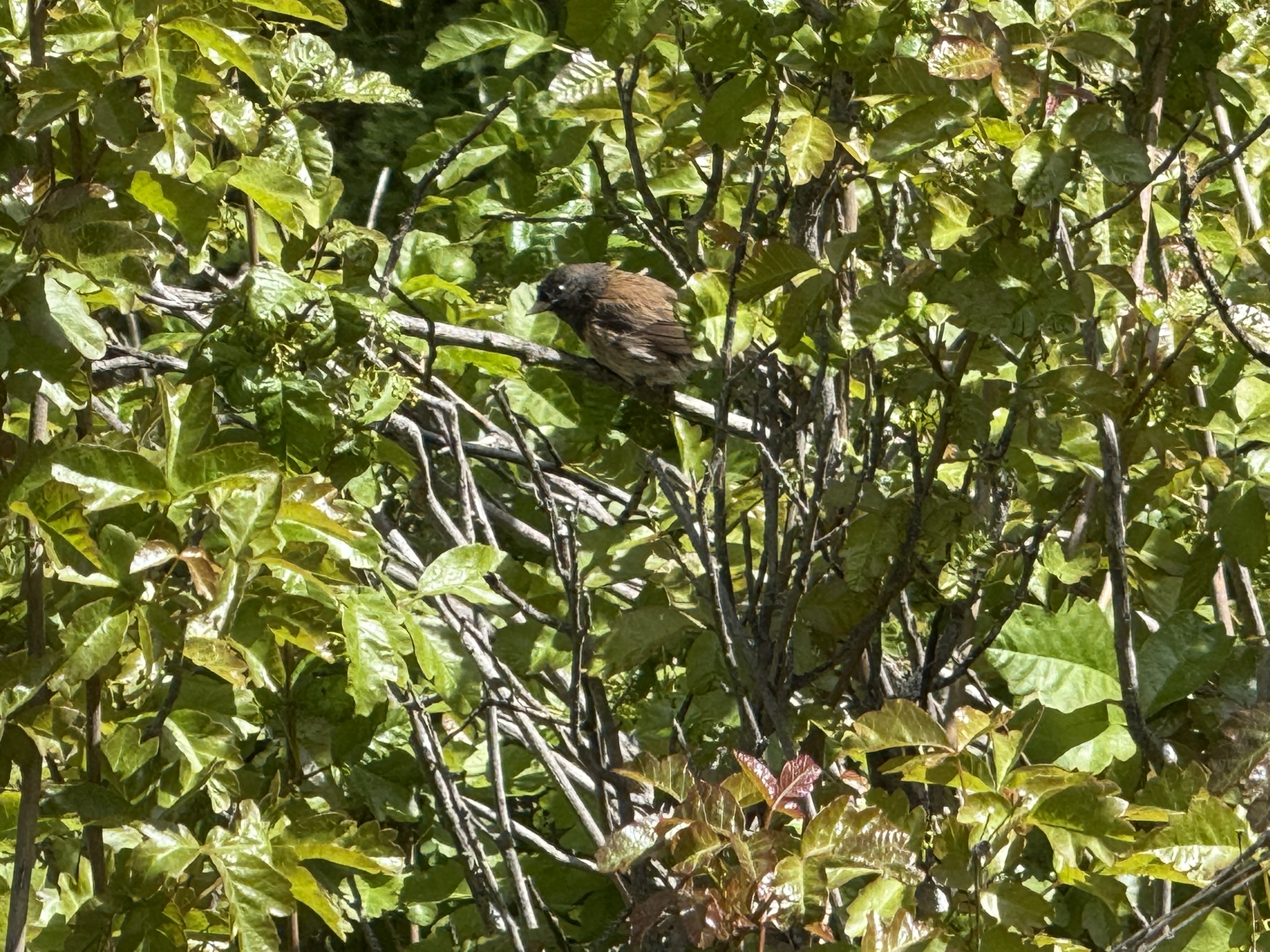 Morgan Territory Regional Preserve