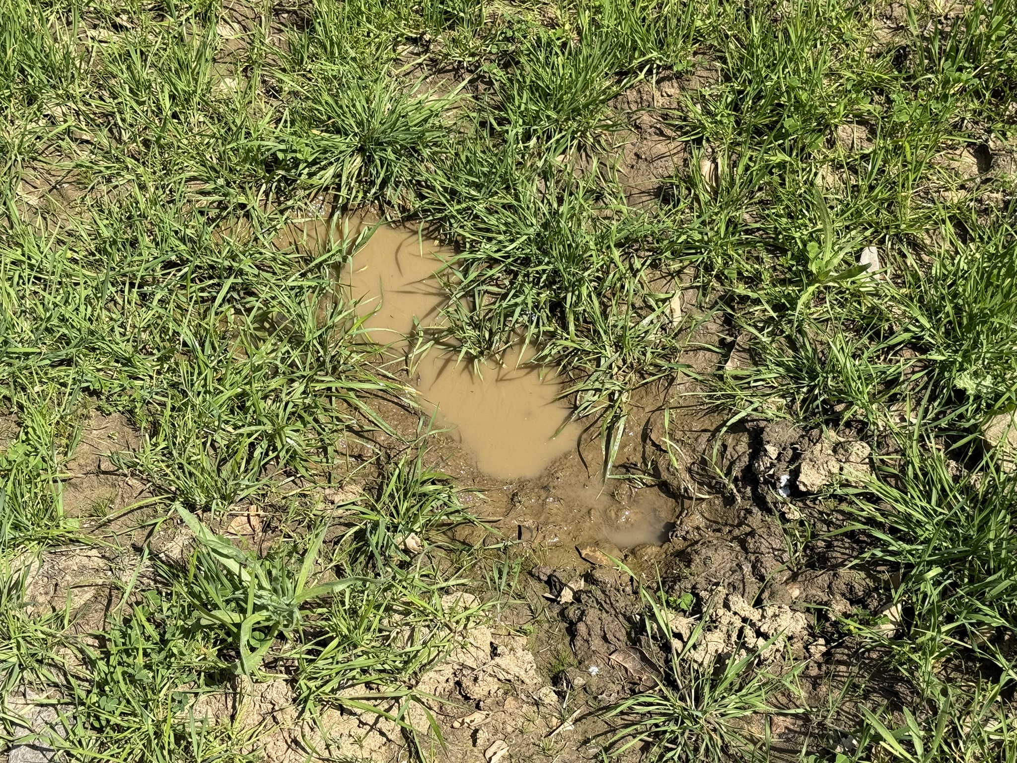 Morgan Territory Regional Preserve