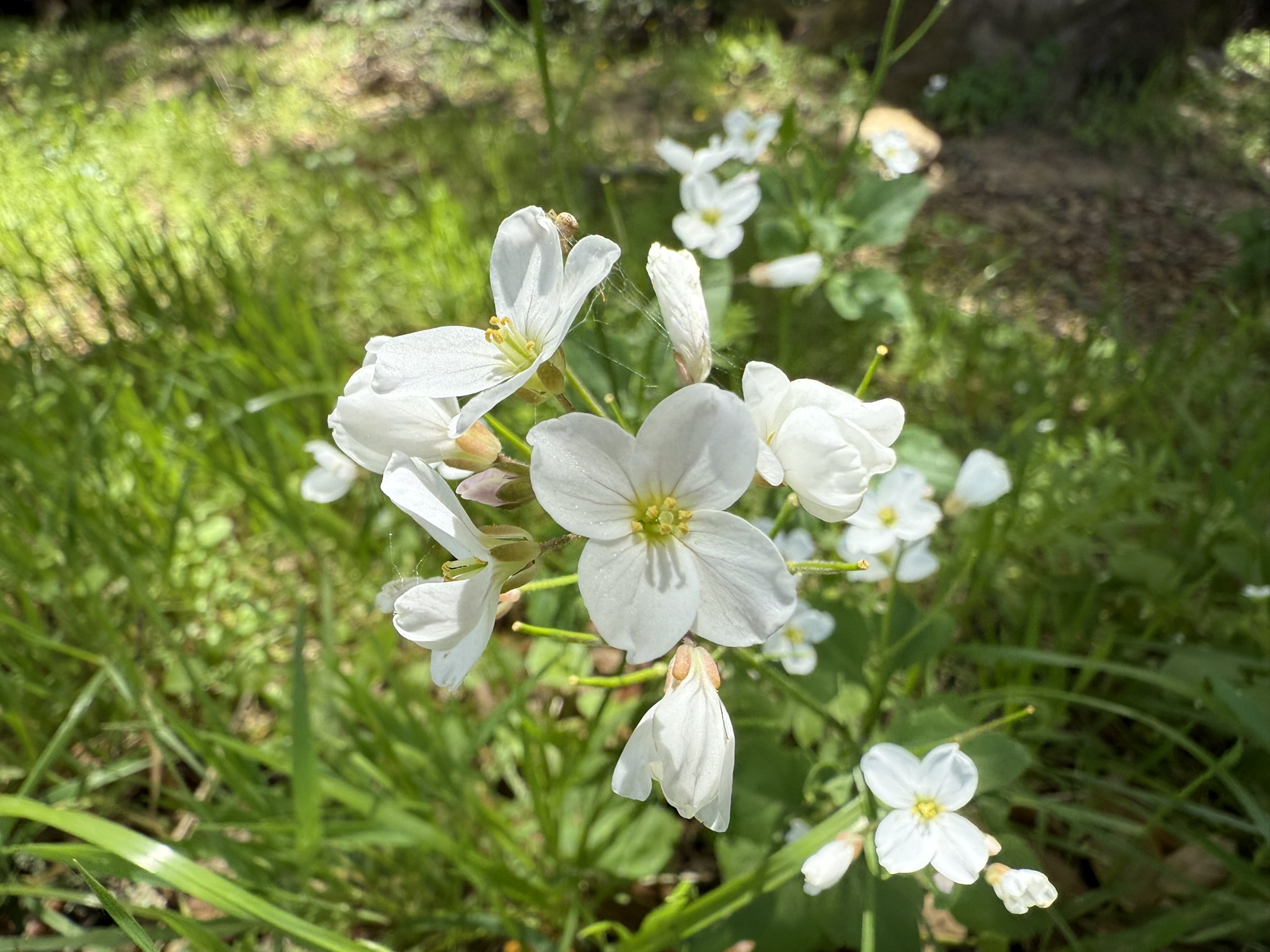 Morgan Territory Regional Preserve