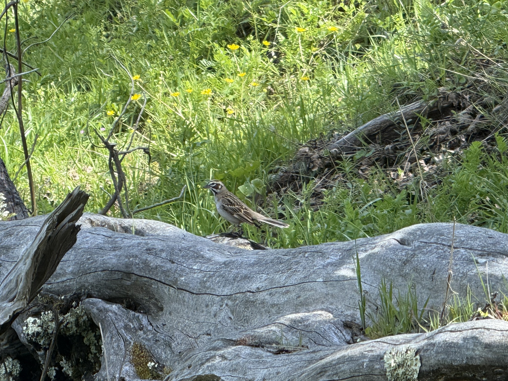 Morgan Territory Regional Preserve