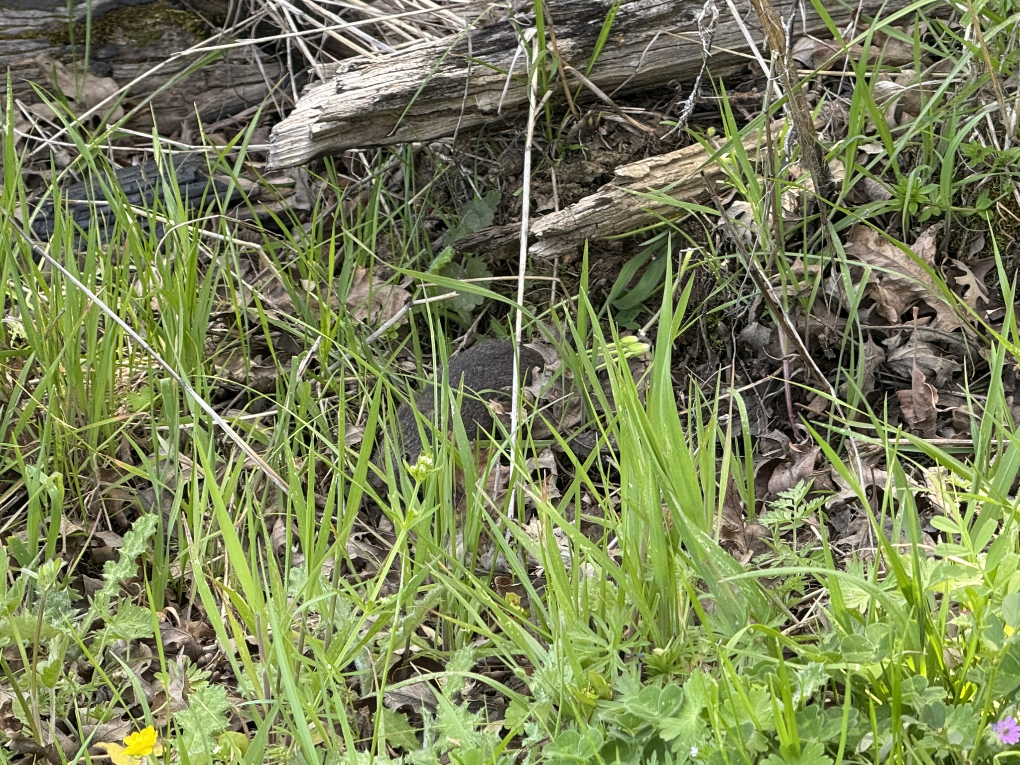 Morgan Territory Regional Preserve