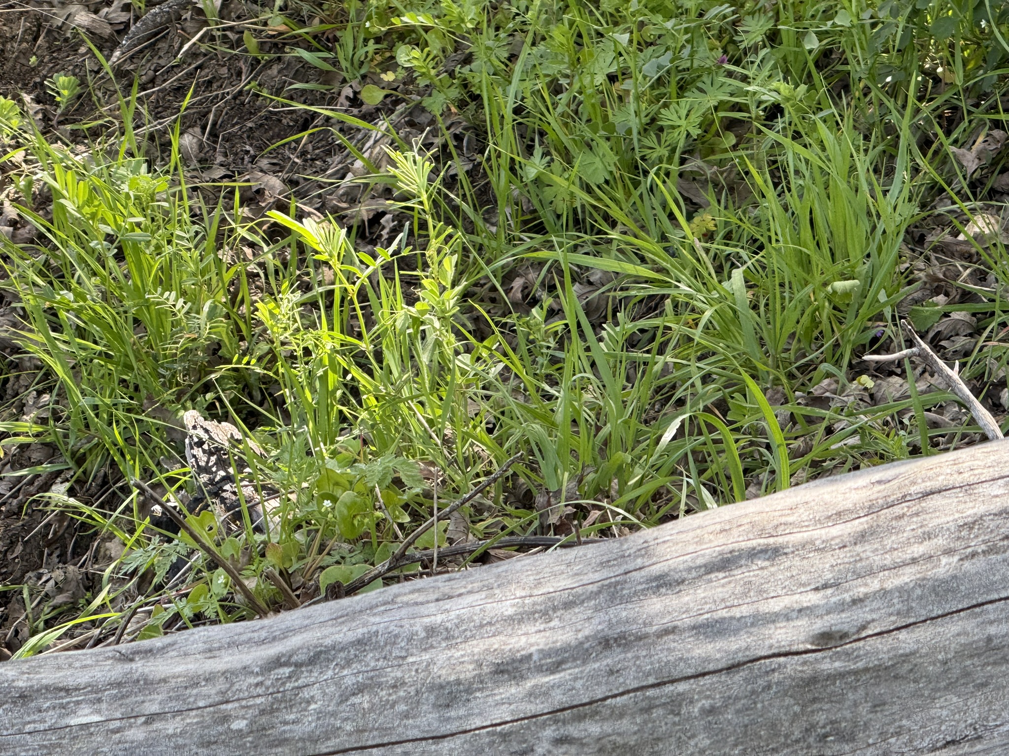 Morgan Territory Regional Preserve